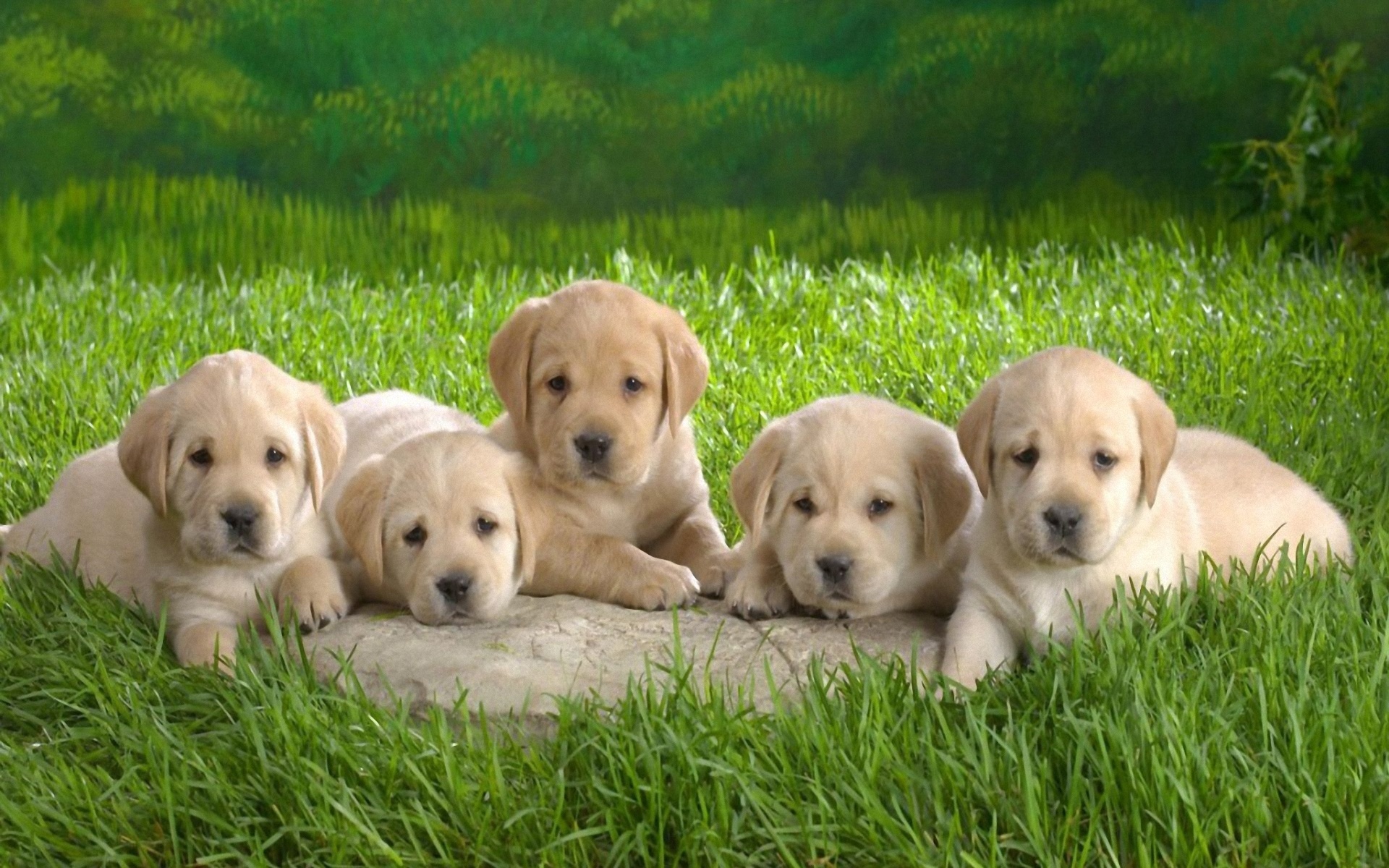 Cute Puppies HD Desktop Wallpaper