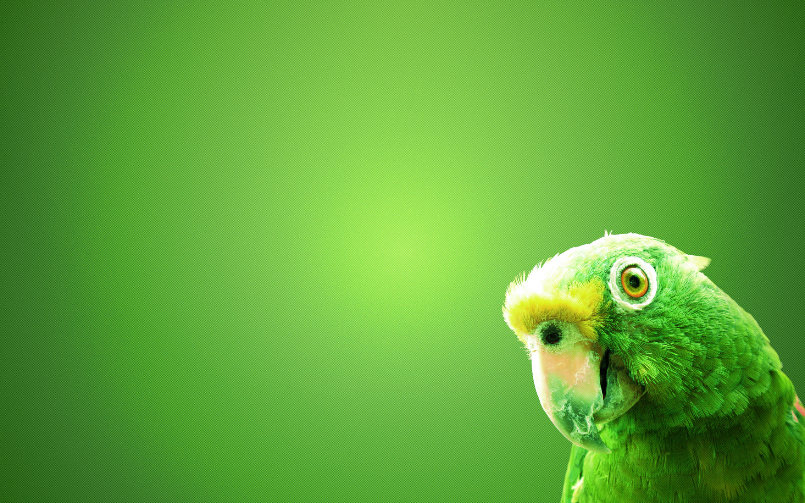 wallpaper of animals a green parrot on the green screen click to