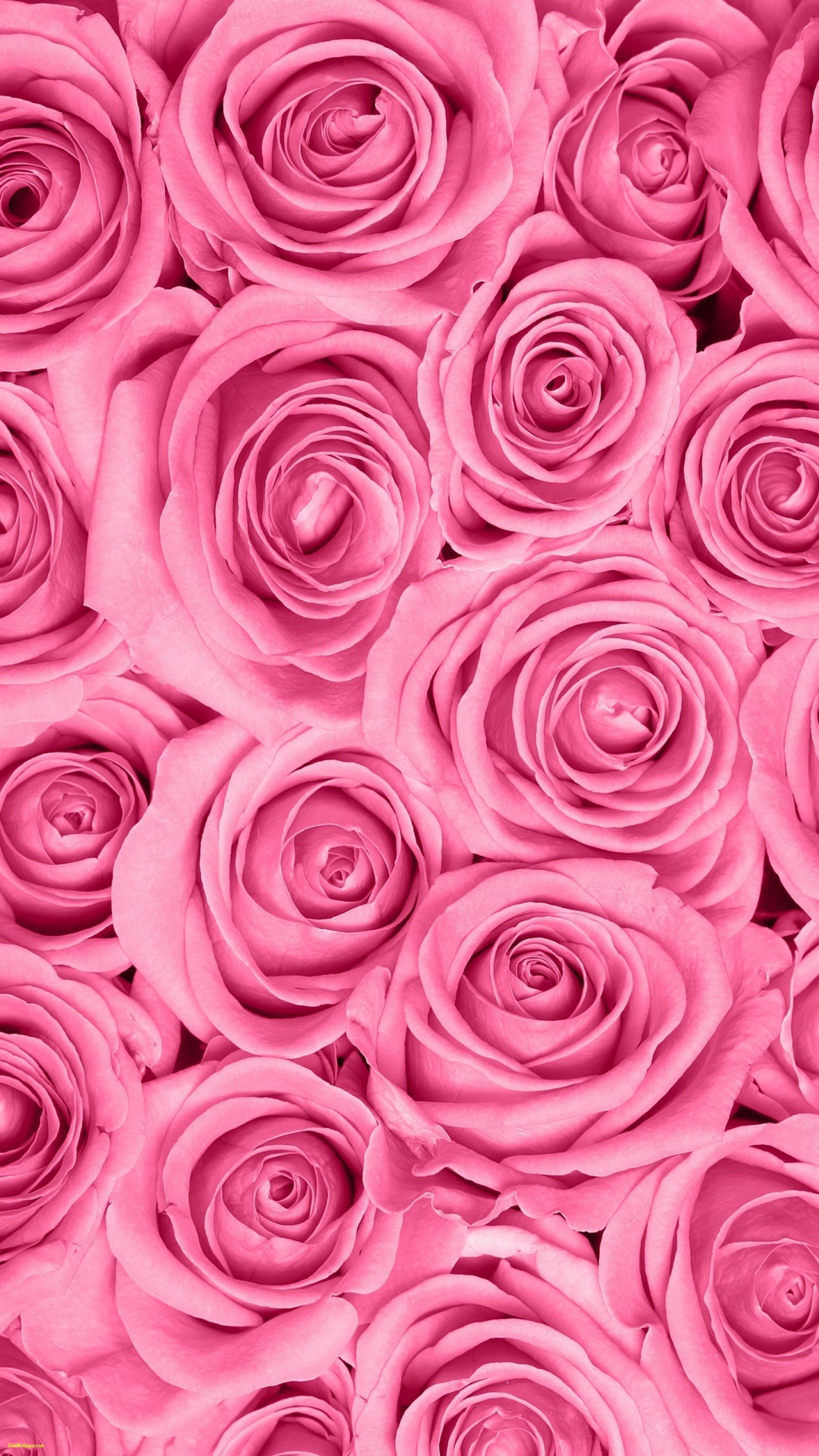 66 Pink Rose Wallpapers on WallpaperPlay