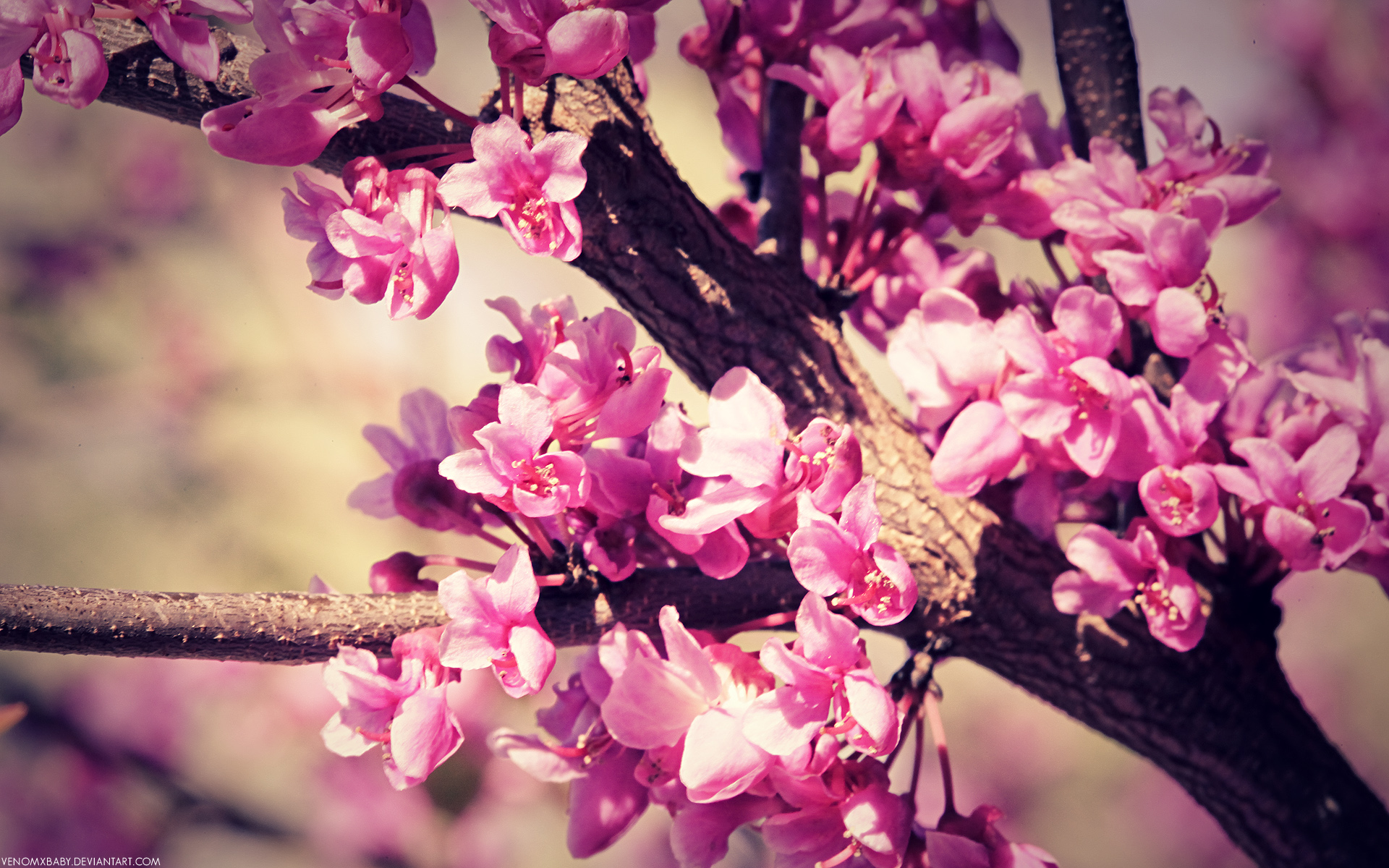 Spring Flowers Wallpaper By Venomxbaby Customization HDtv