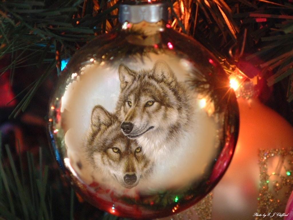 Kerstmis Wolf Wallpaper