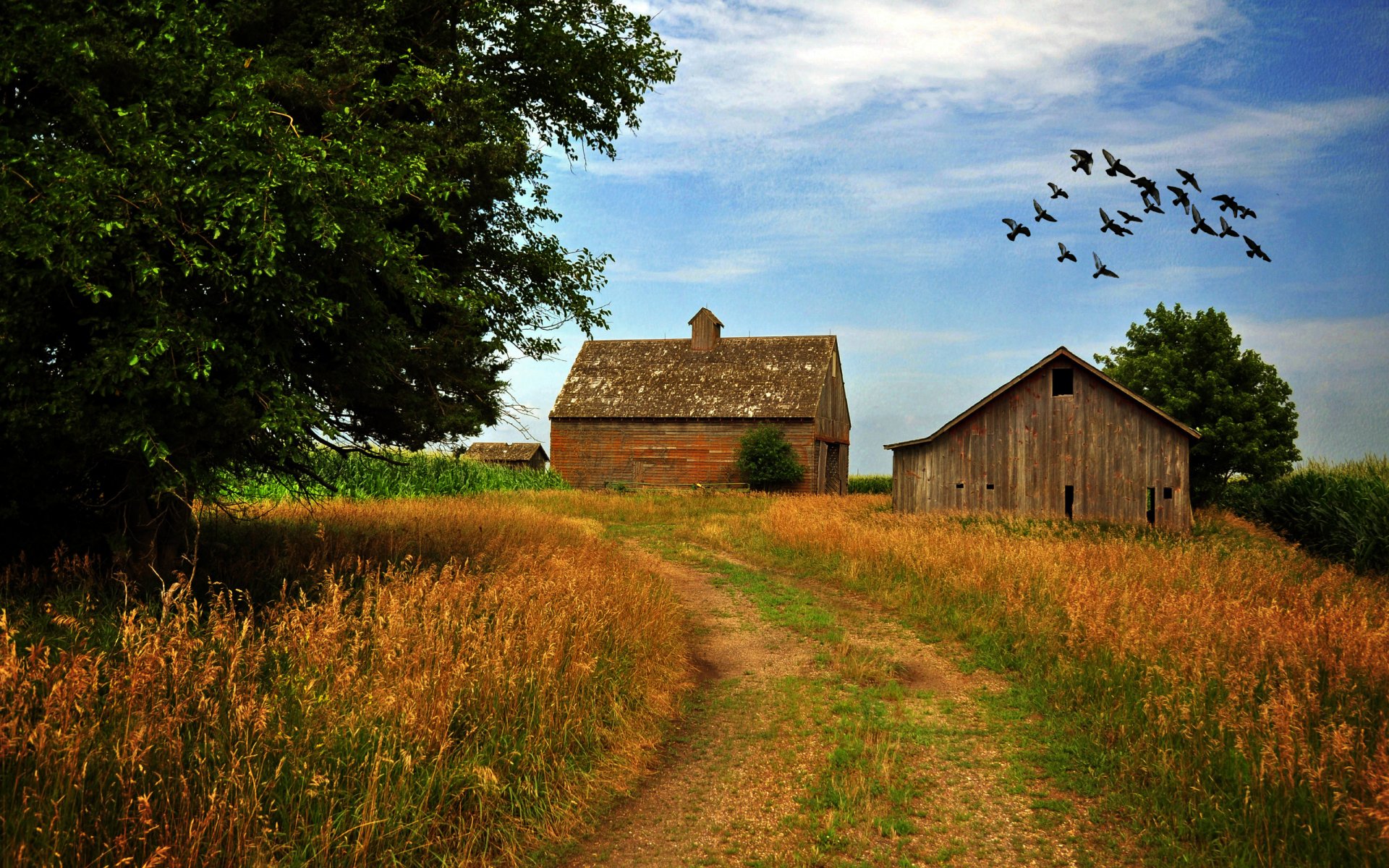 Road Trees Rustic Farm Birds Wallpaper