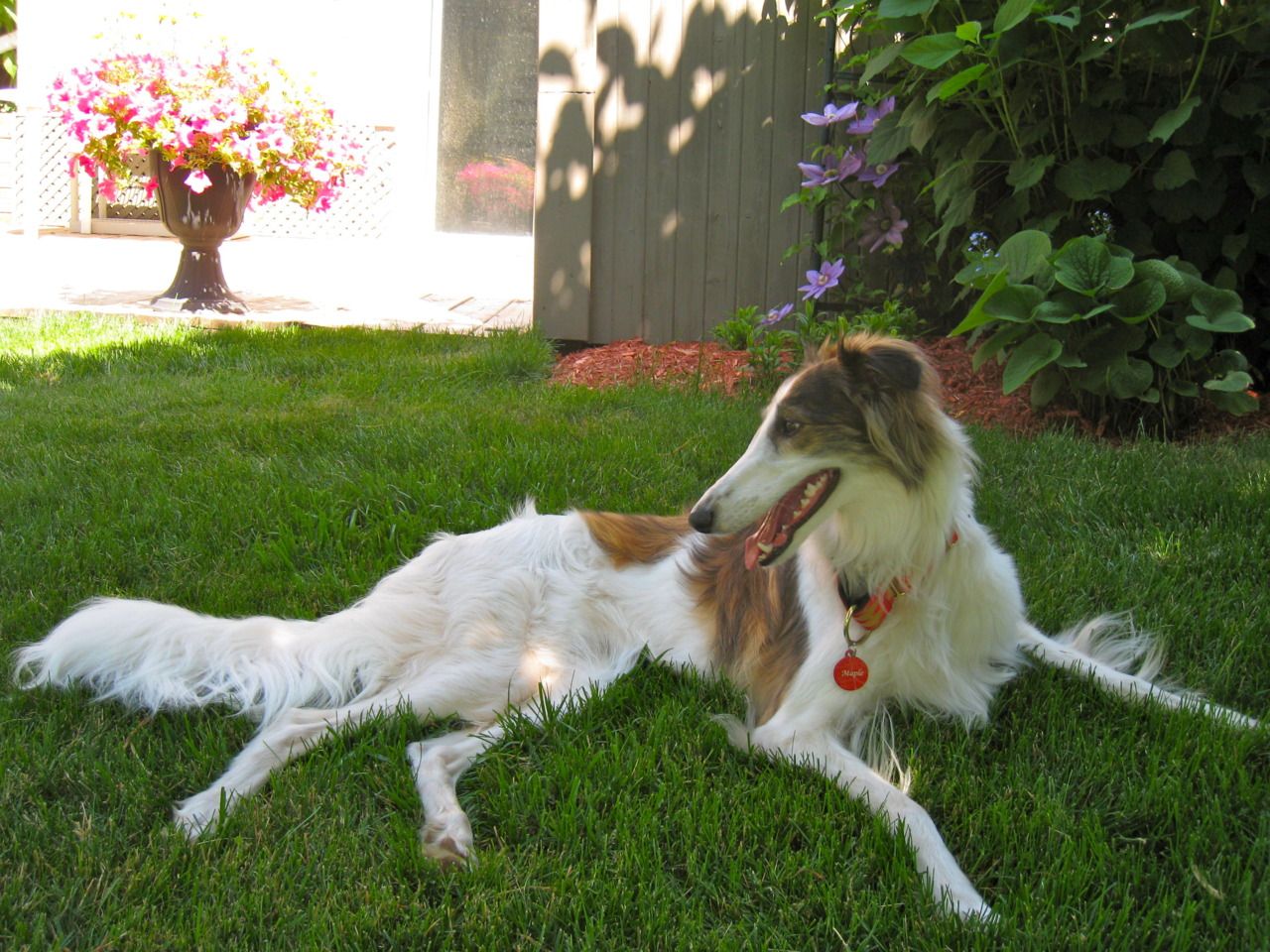 Silken Windhound Photo Resting