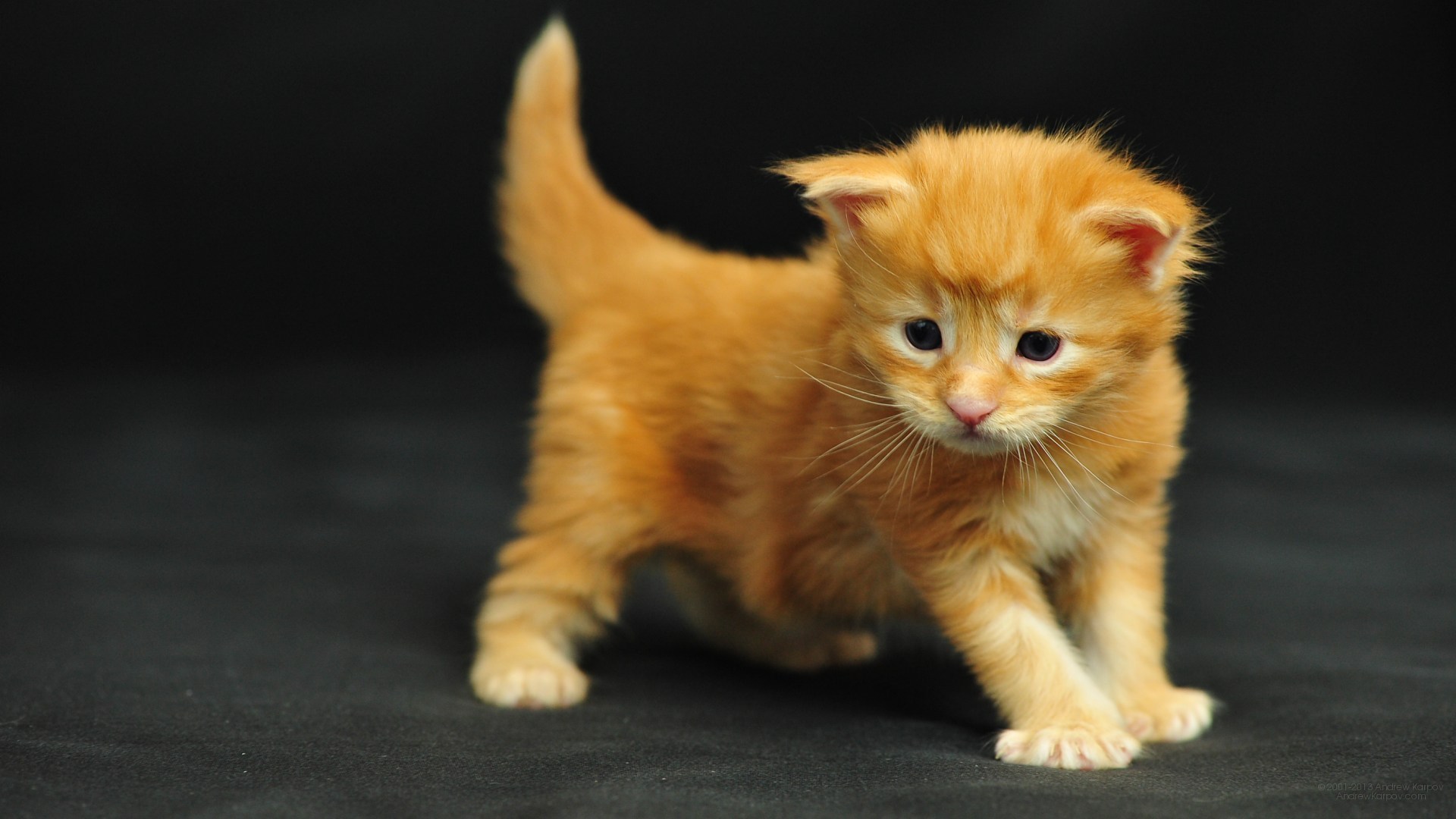 Image Wallpaper Funny Cat Ocean Maine Coon Kitten Lol Cats
