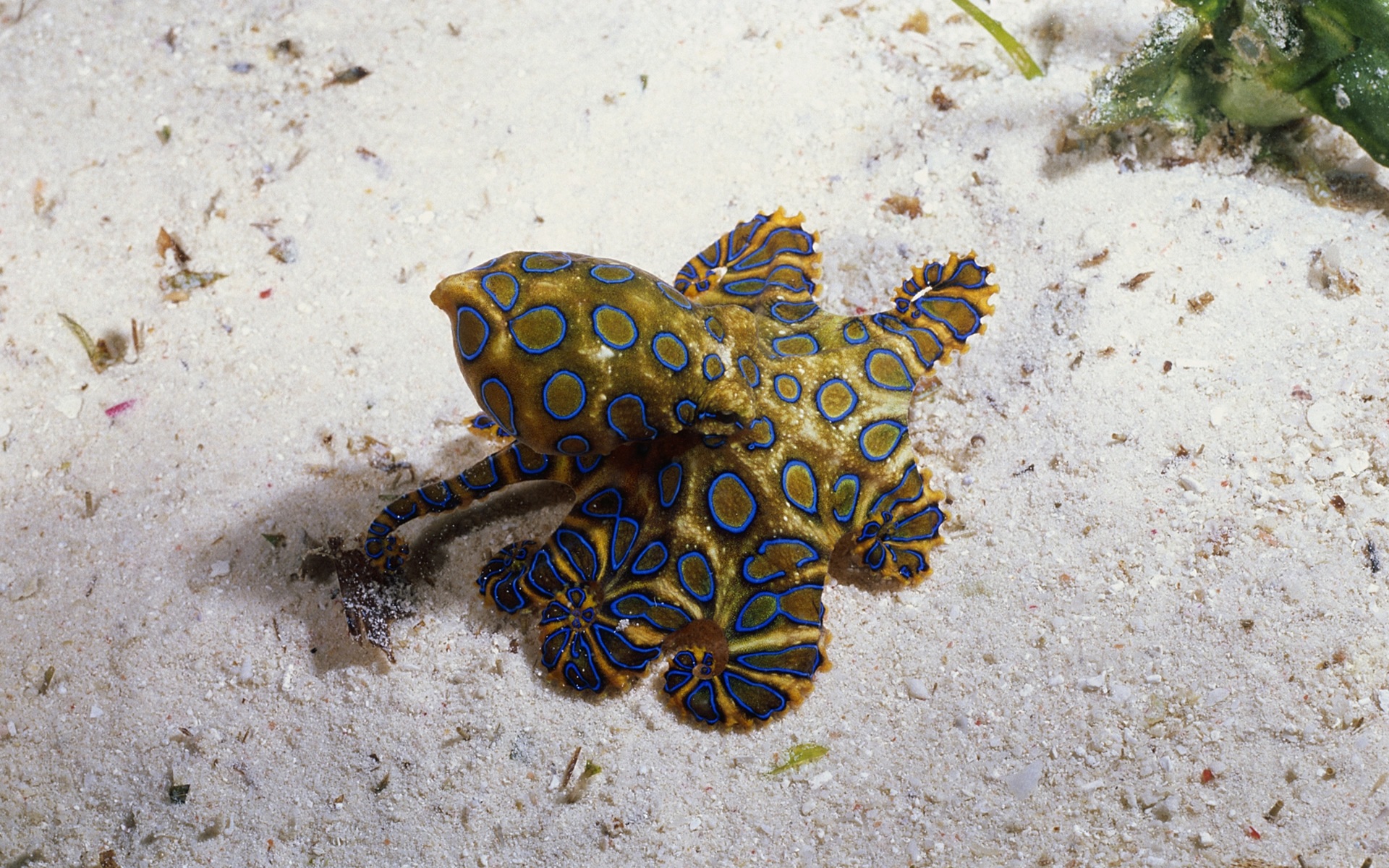Rate Select Rating Give Blue Ringed Octopus