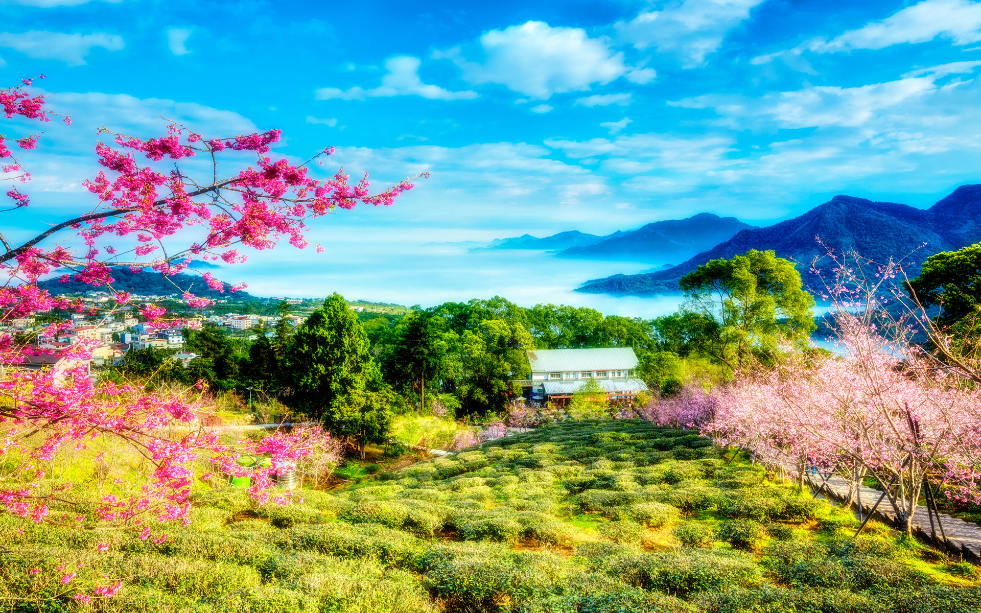 China Cherry Trees Mountains Landscape HD Wallpaper