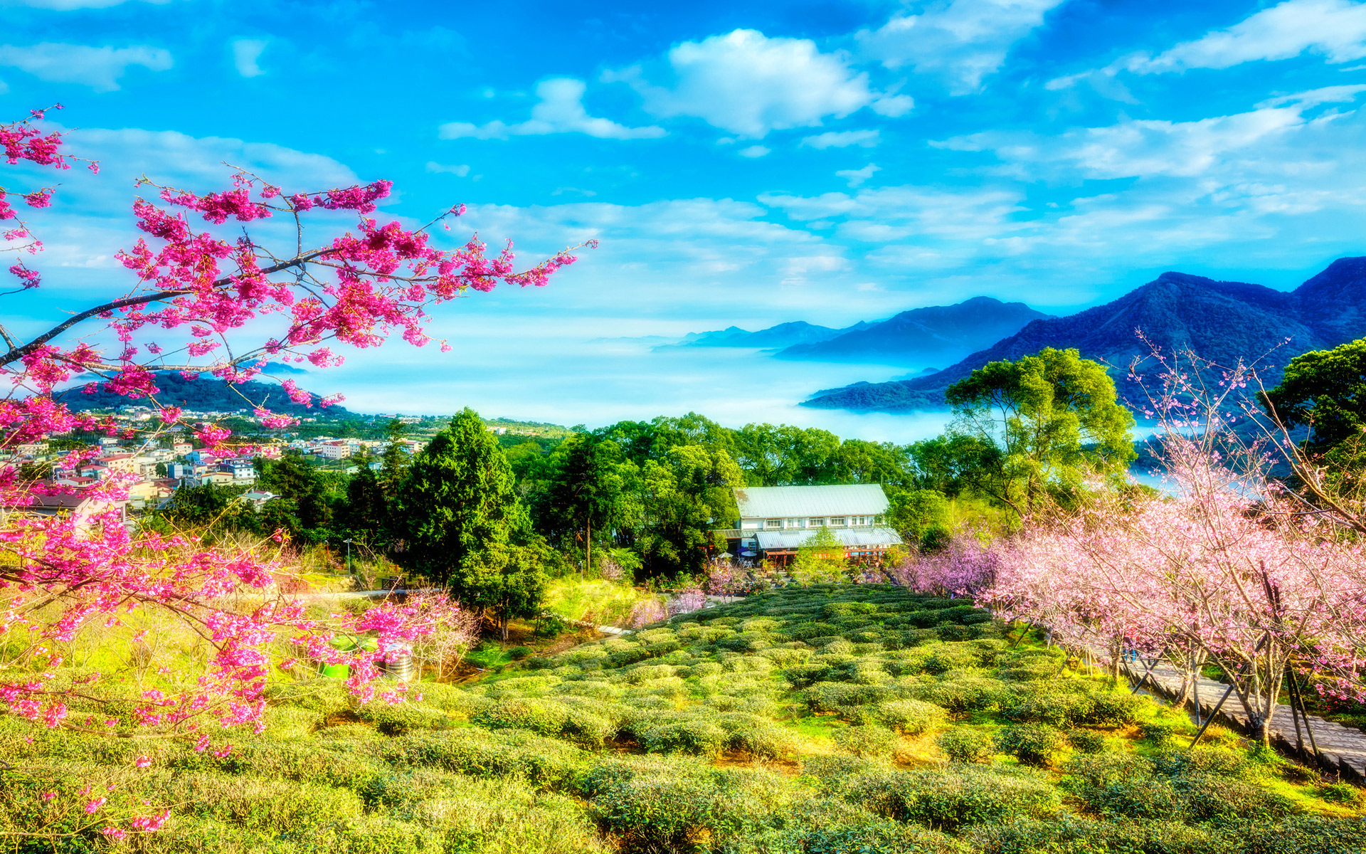 China Cherry Trees Mountains Landscape Hd Wallpaper