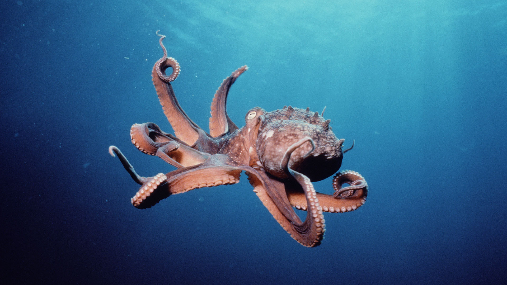 Octopus Underwater Mollusks Cephalopod Wallpaper