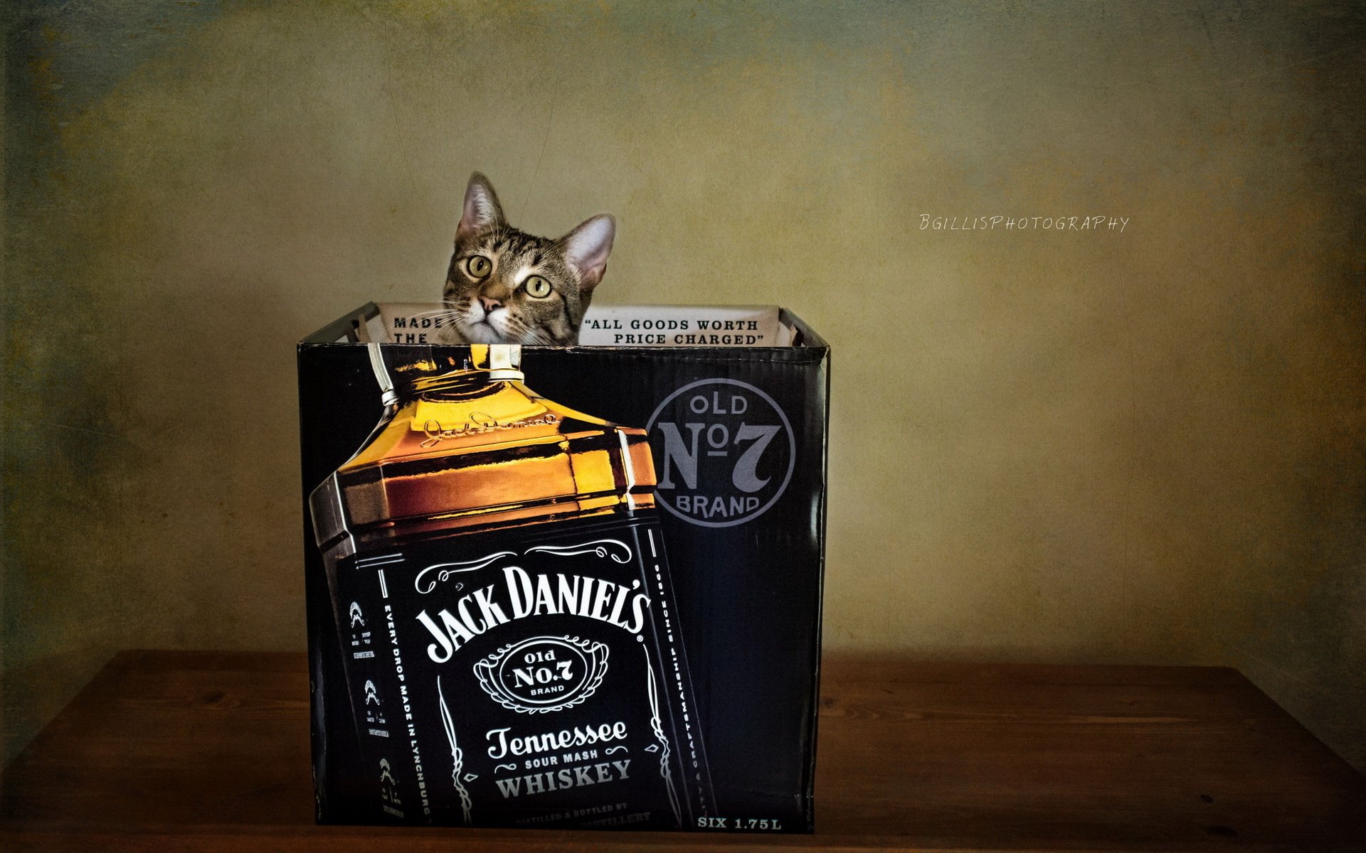 Cats Brands Jack Daniels Box Bottle Animals Wallpaper Background
