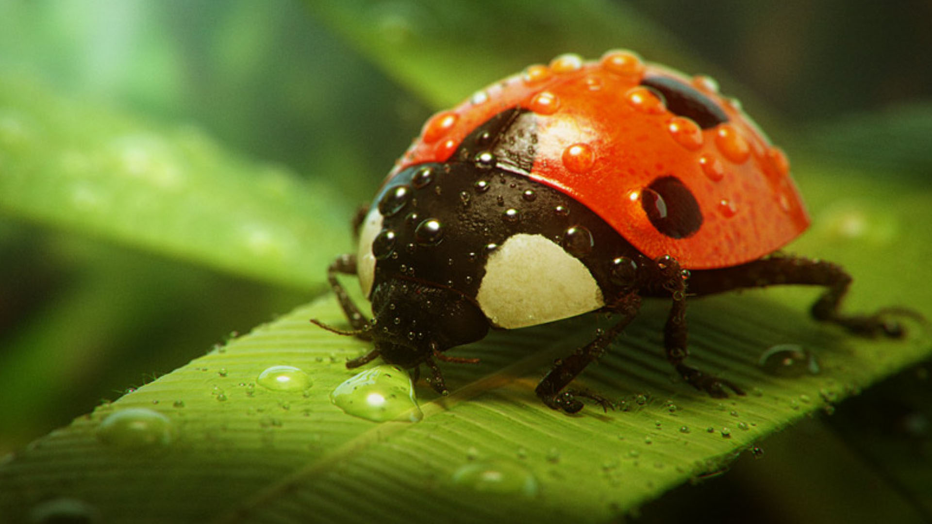Cute Ladybug Wallpaper For Desktop