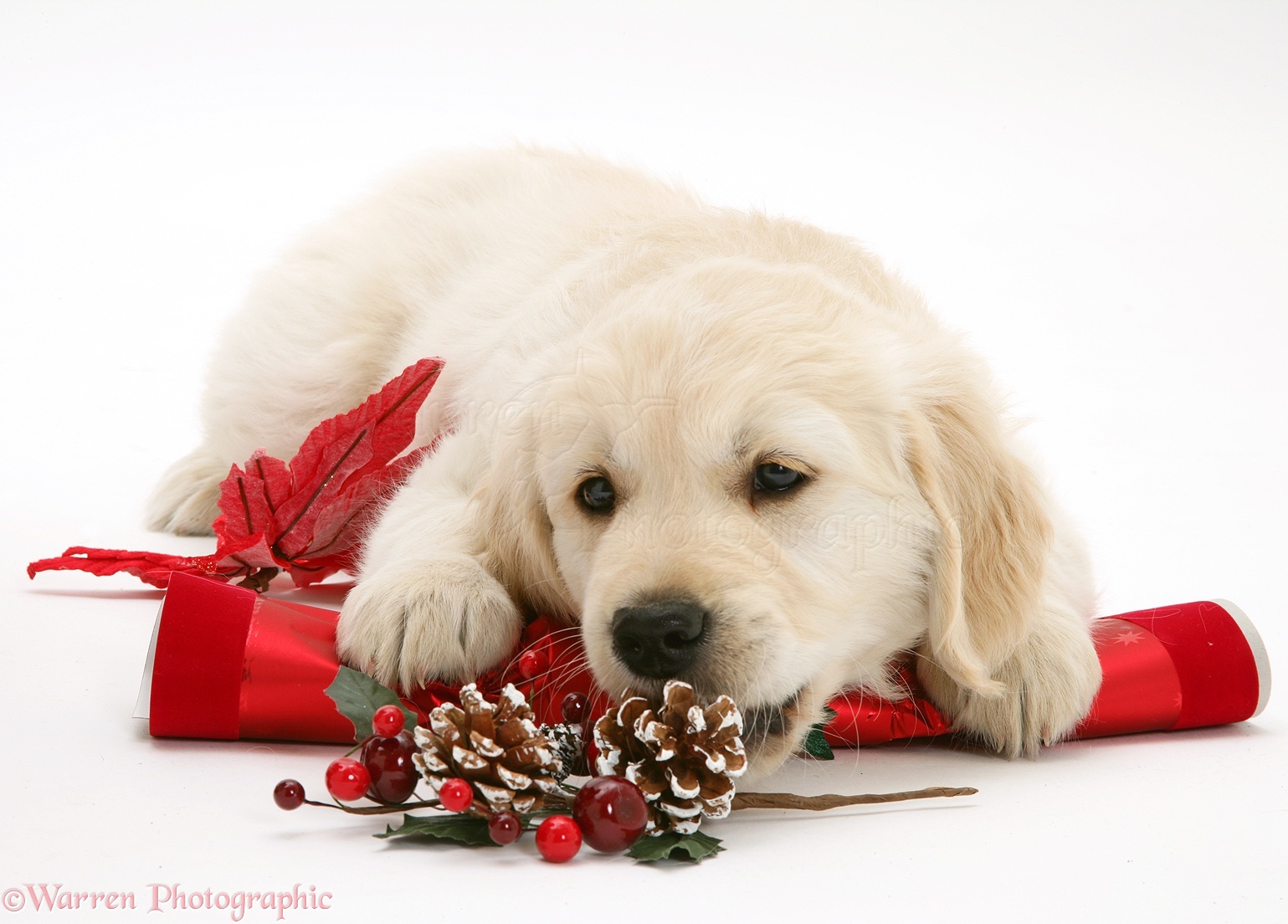 Many Great Christmas And Holiday Gifts For Your Golden Retriever