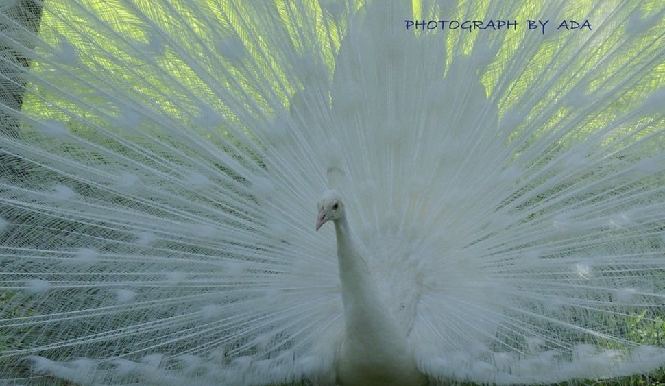 White Peacock Wallpaper