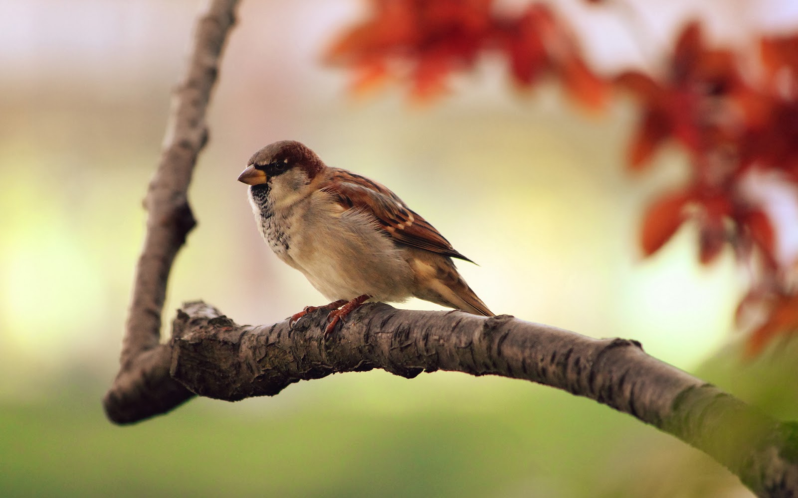 Sparrow On Tree Branch Bokeh Wildlife Photography Desktop Wallpaper