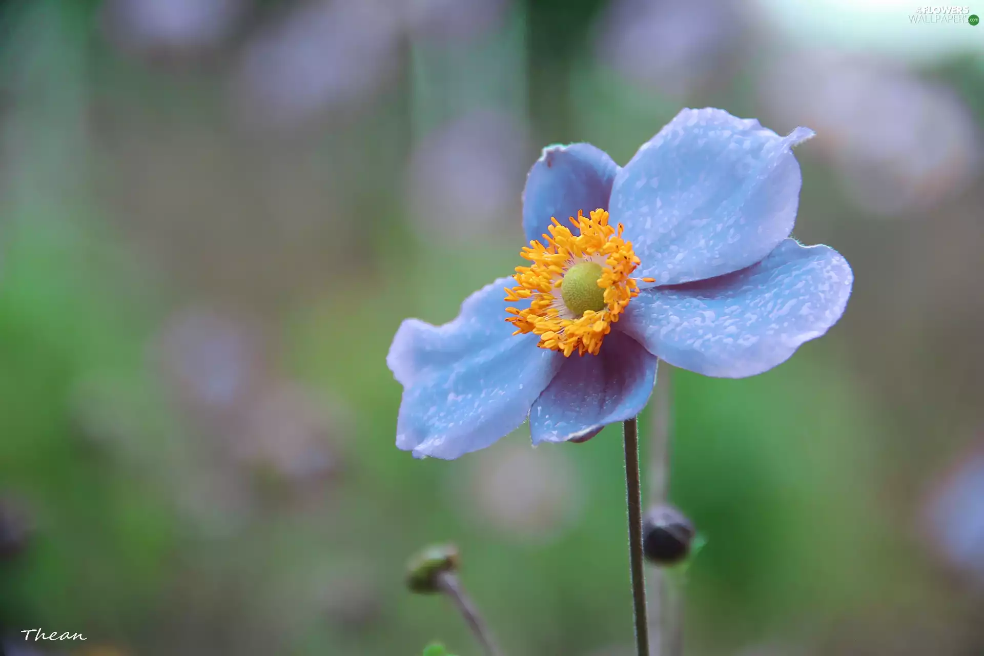Japanese Anemone Wallpaper