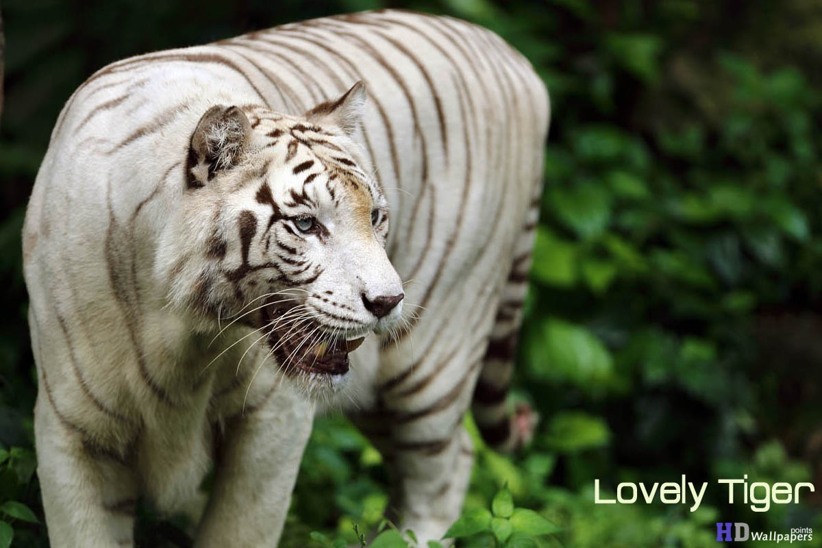 White Tiger Pictures HD Wallpaper