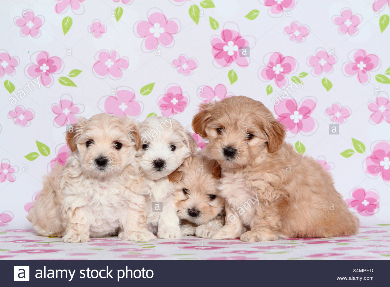 [14+] Maltipoo Backgrounds | WallpaperSafari