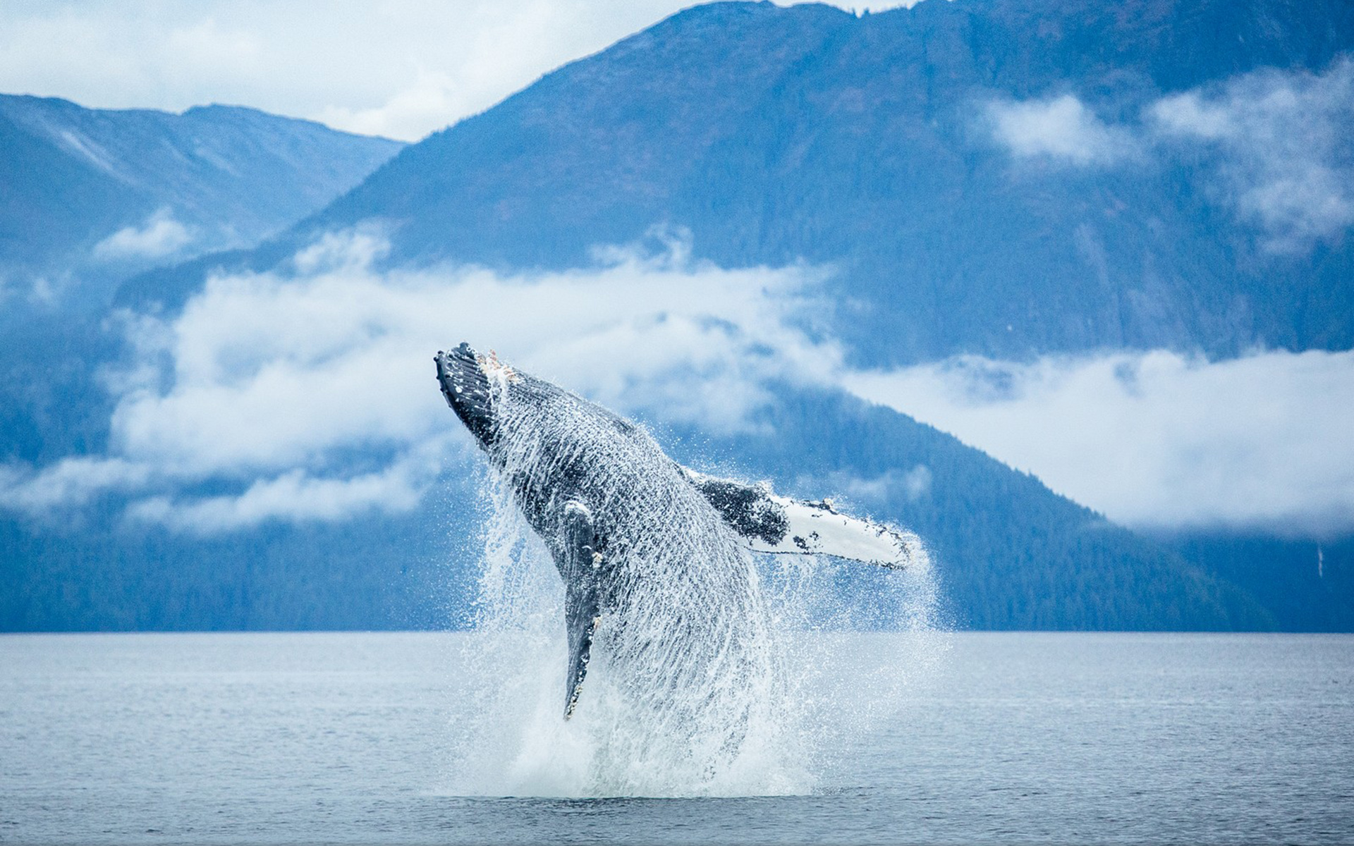 Breaching Animal Whale HD Wallpaper
