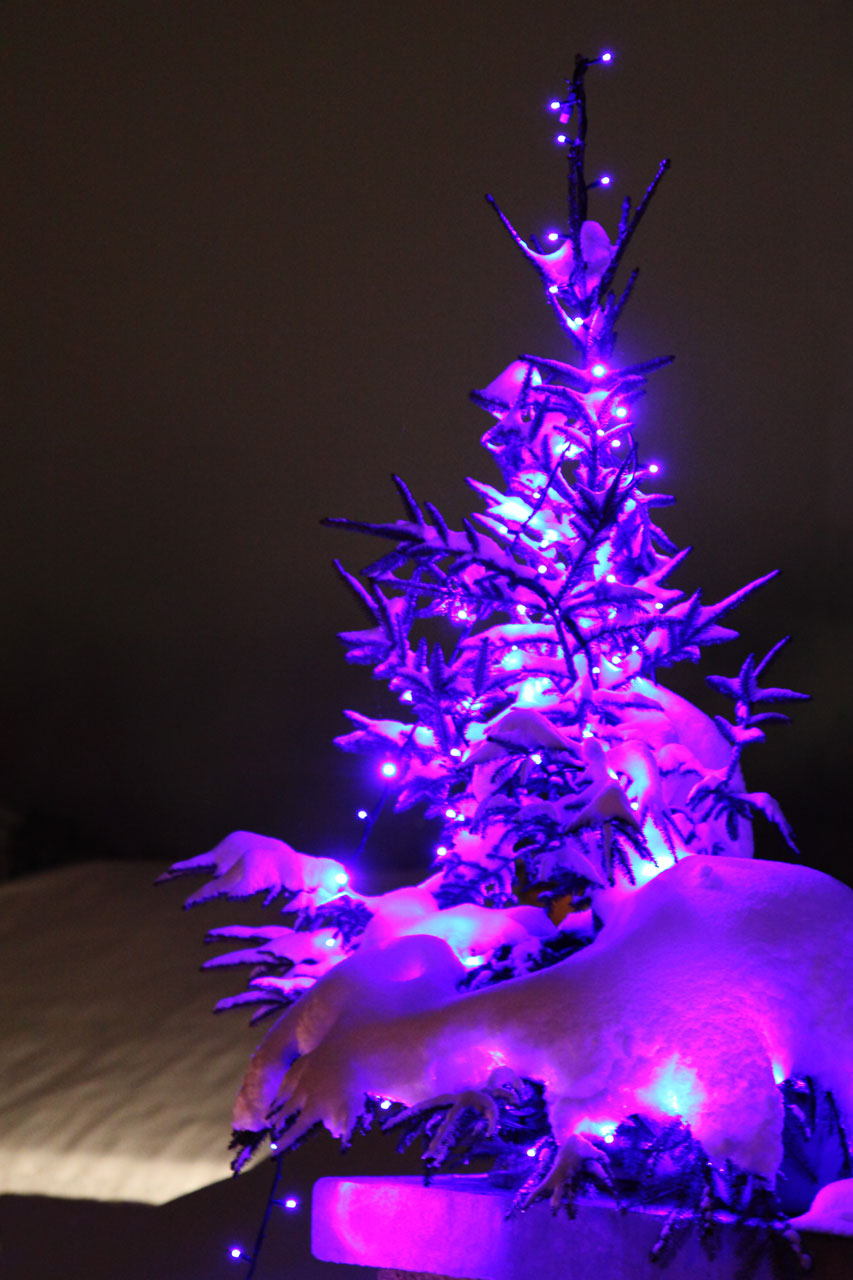 Purple Christmas Tree Stock Photo HD Public Domain Pictures