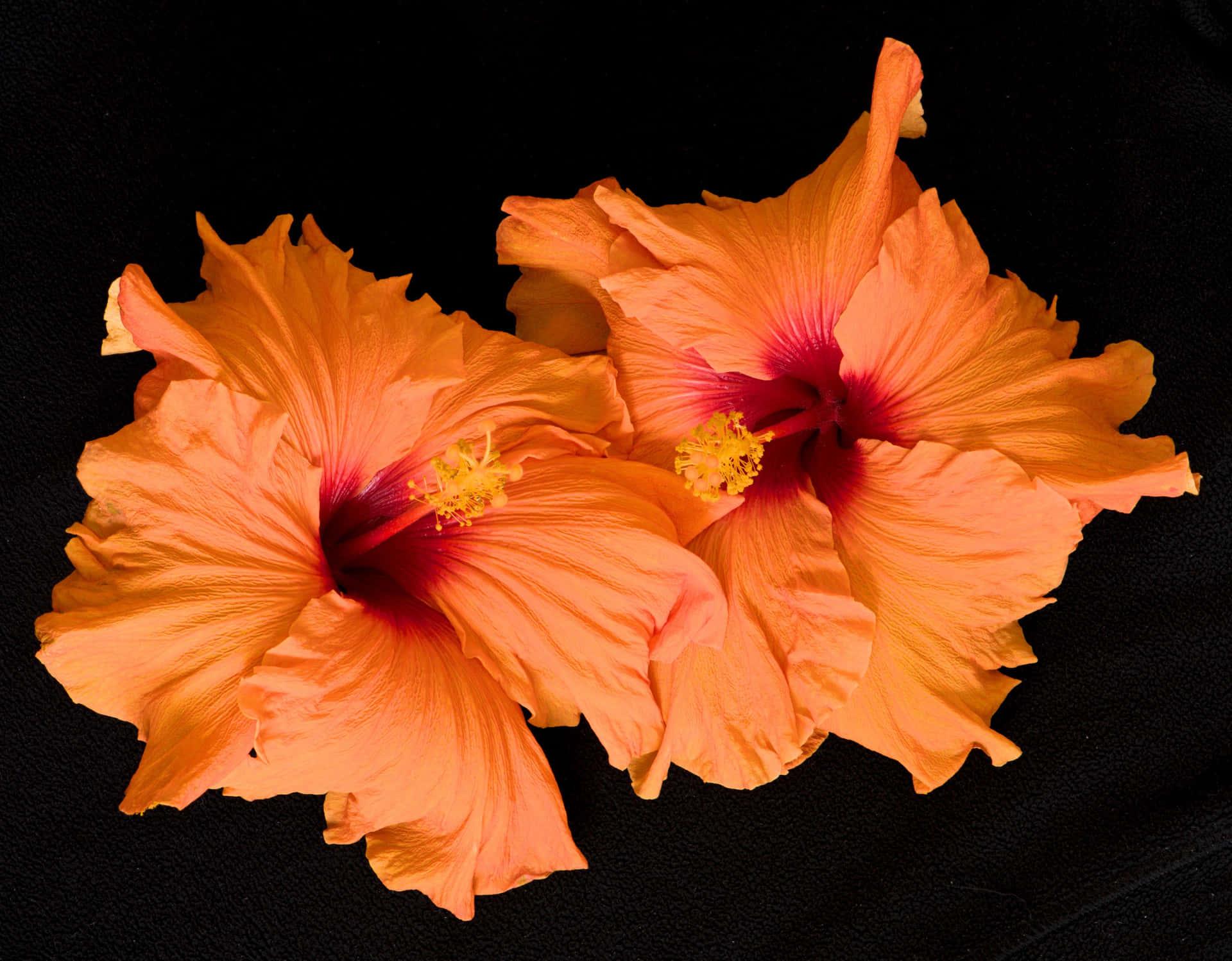 Hibiscus Flower Picture Wallpaper