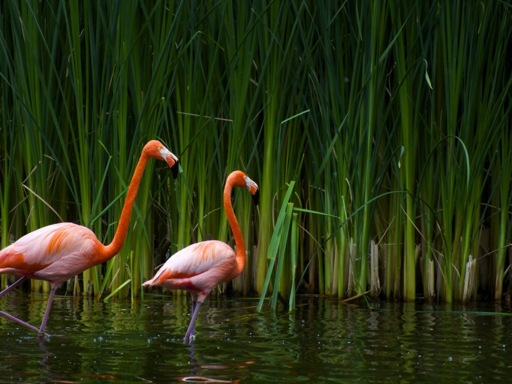 Animals Zoo Park Flamingo Wallpapers Pink Birds Wallpapers