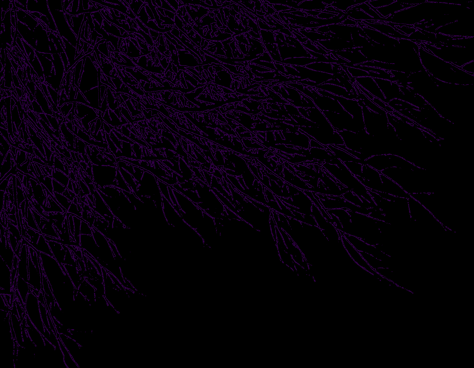 Black Violet Wallpapers - Top Free Black Violet Backgrounds -  WallpaperAccess
