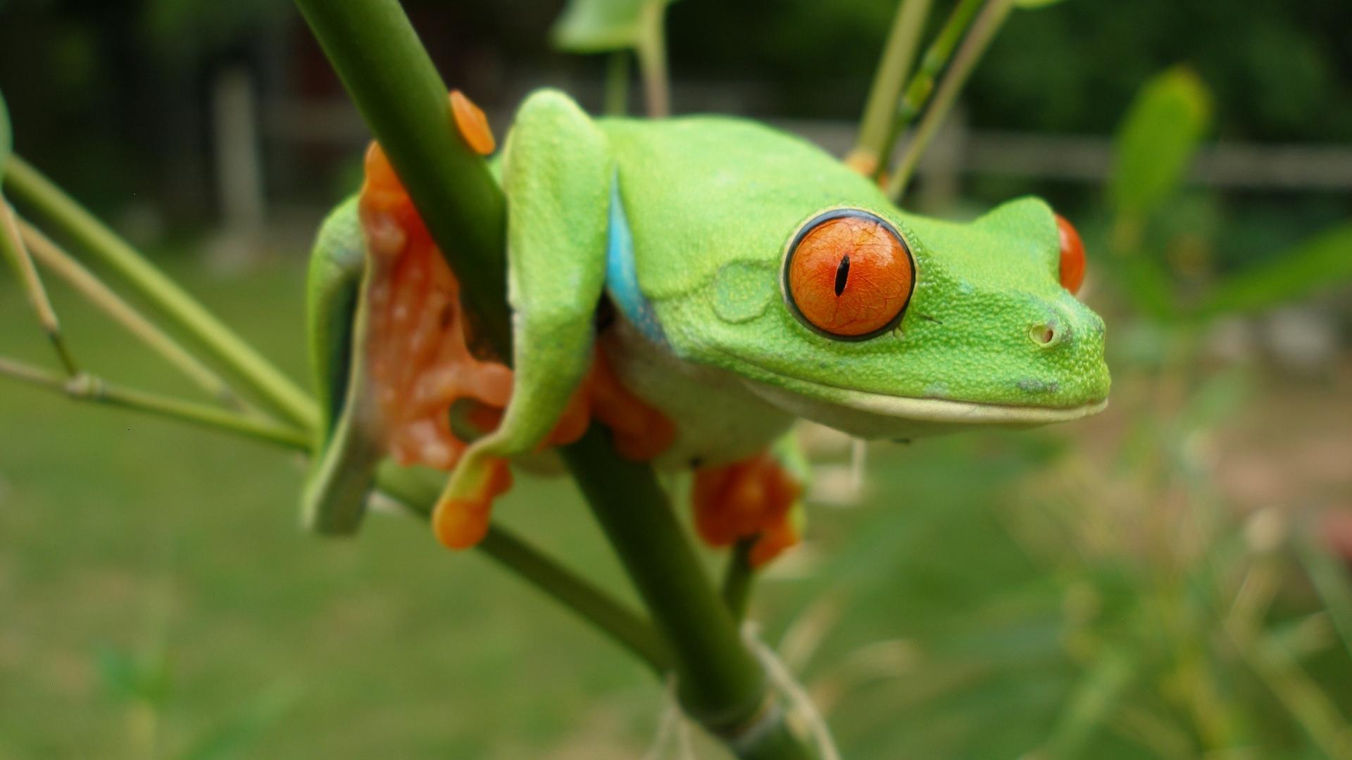 Animals Frogs Red Eyed Tree Frog Amphibians Wallpaper
