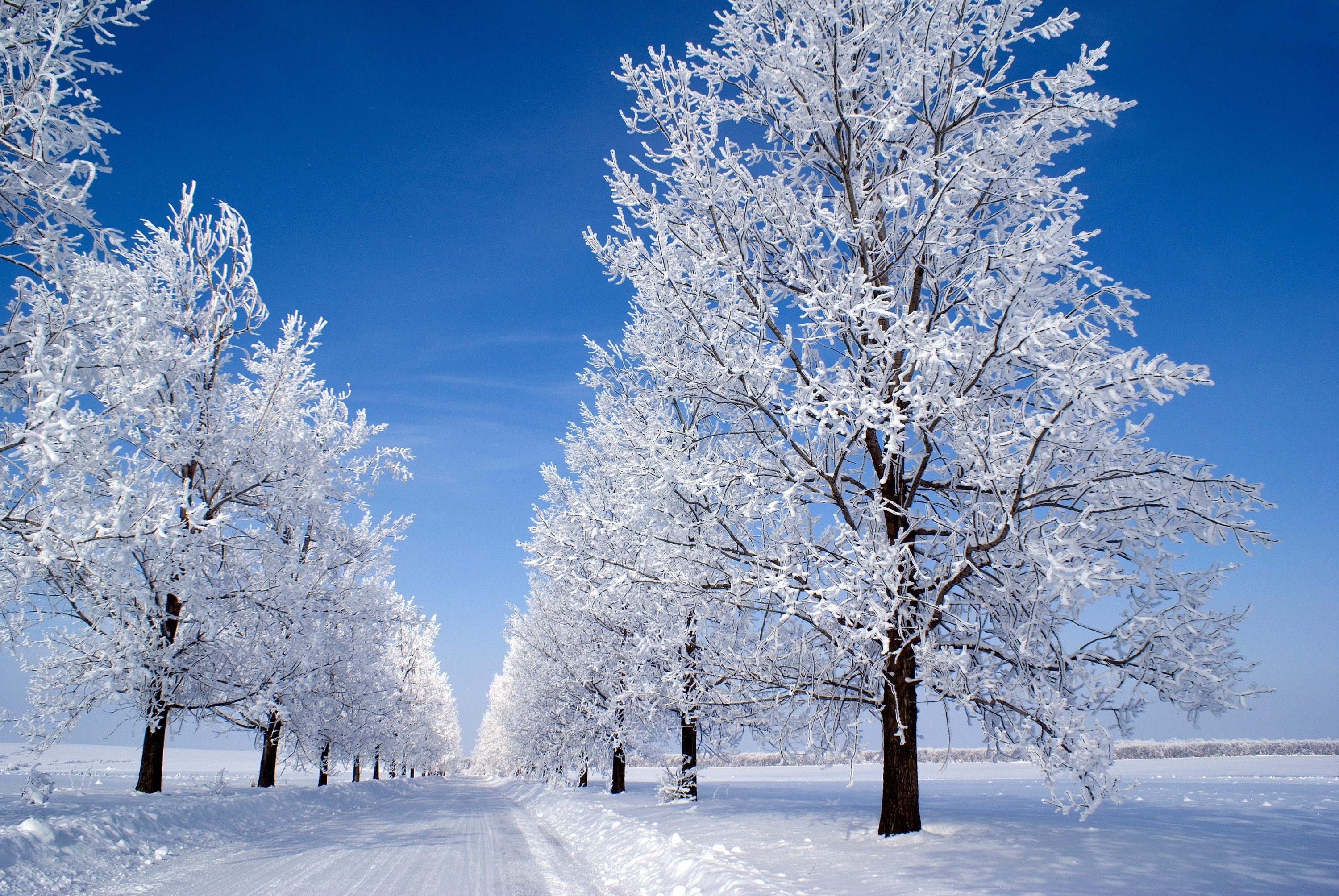 Snow Morning Winter Blue Sky Trees Wallpaper A E Ibackgroundz