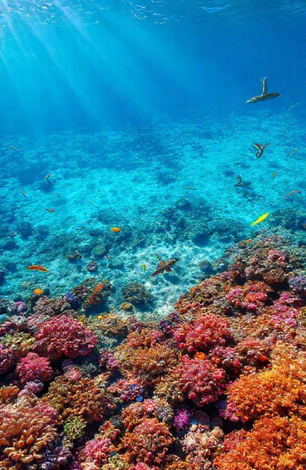 Ocean Floor Wallpaper