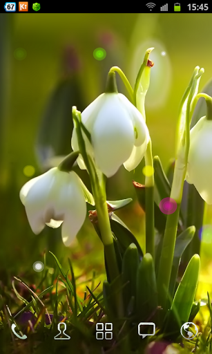 White Flowers HD Live Wallpaper For Android Topandroidwallpaper