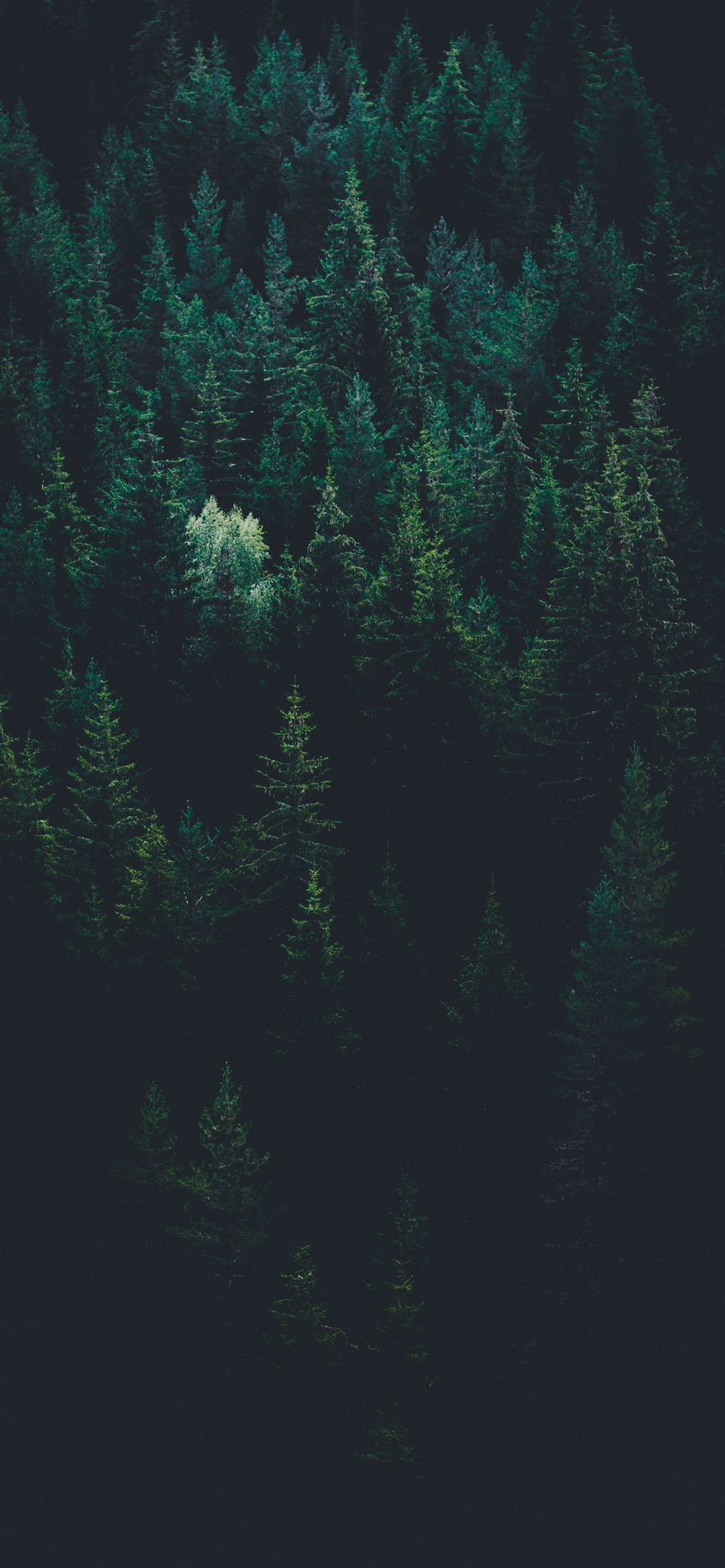 Scenery Of Forest Trees iPhone Wallpaper