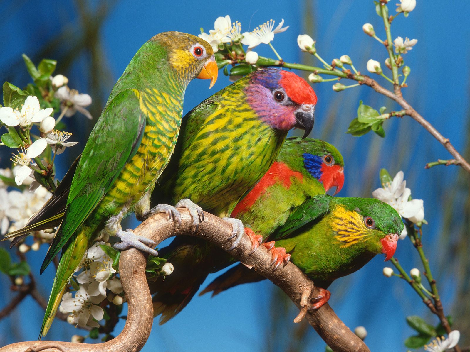 Birds Wallpaper Nice HD Nature