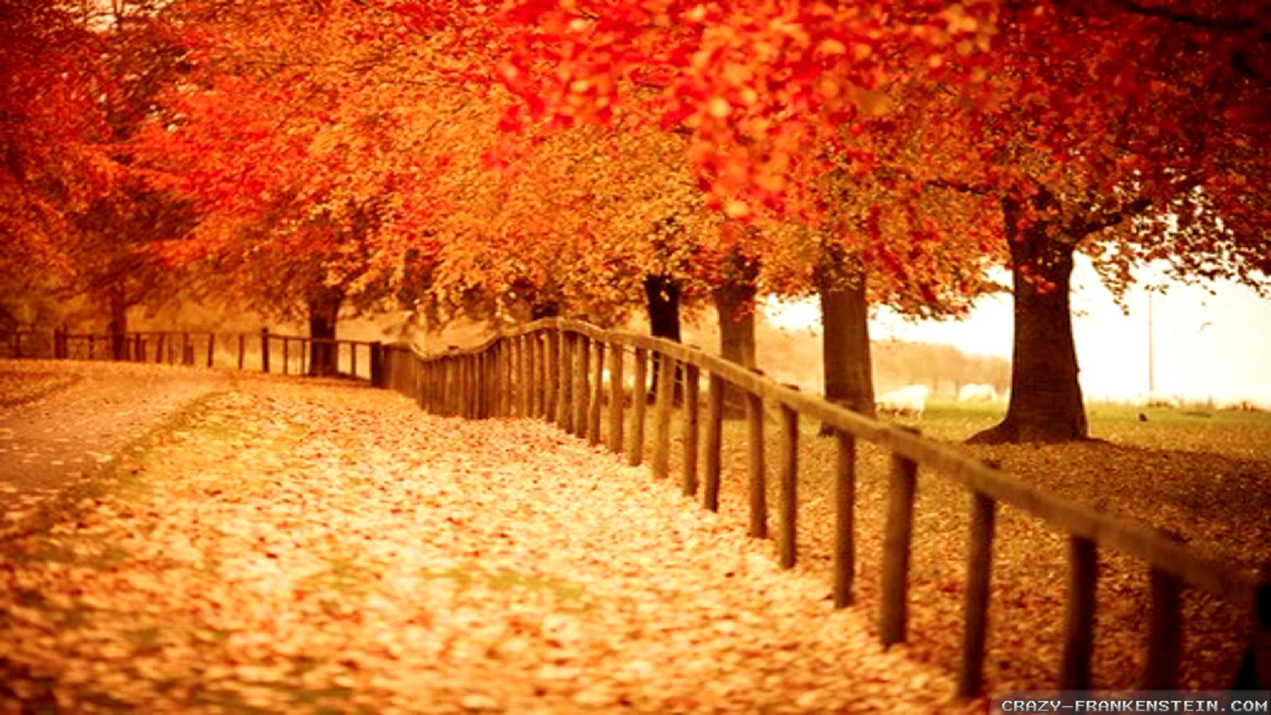Fall Pictures Wallpaper HD