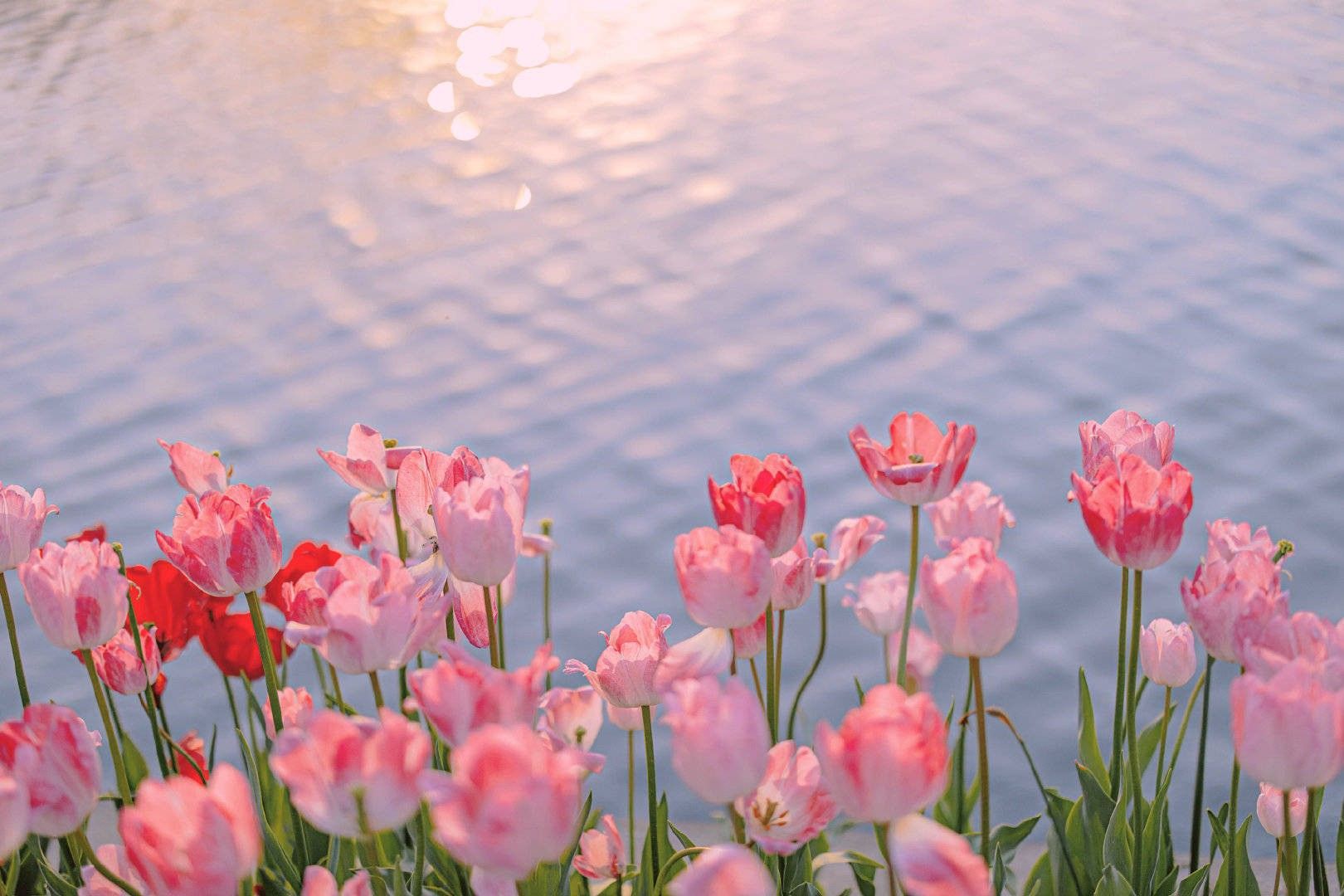 Zmn On Tulip Wallpaper