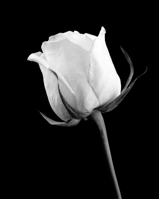 Rose Images Black And White
