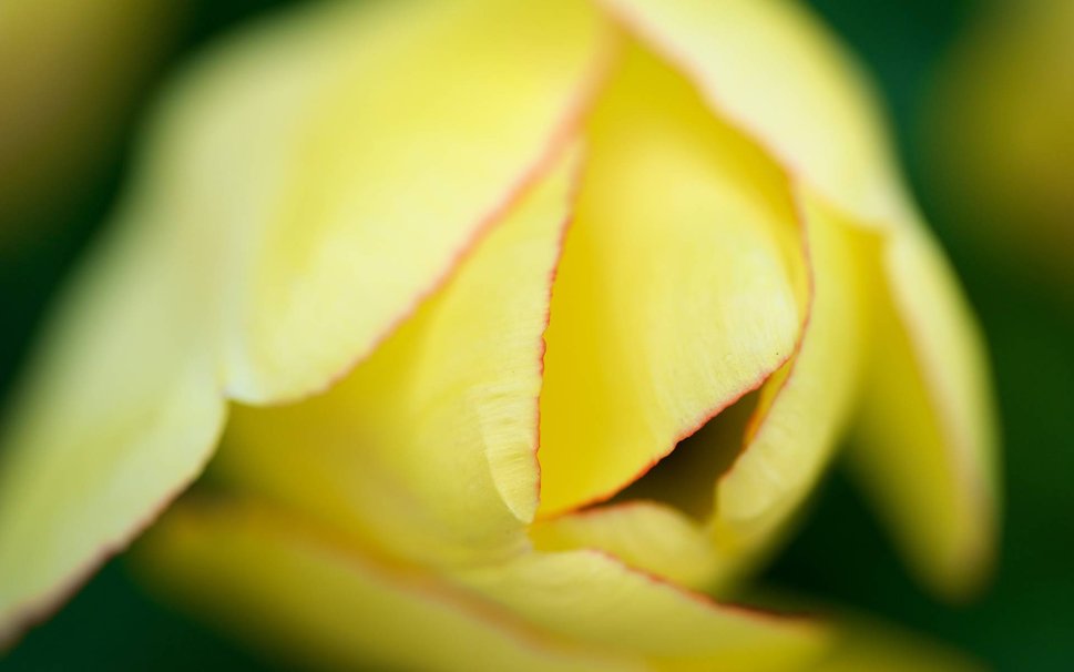 Wallpaper Flower Resolution Tulip Image Yellow Flowers