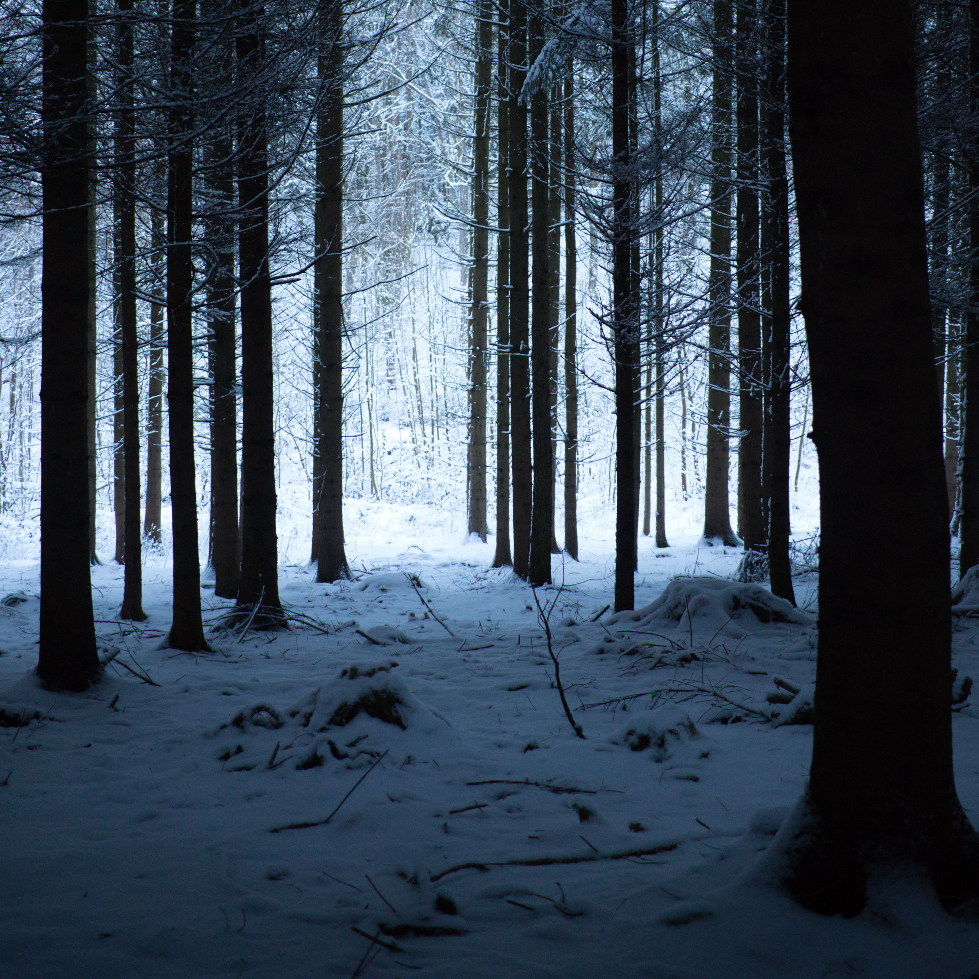 Download wallpaper 3415x3415 forest winter snow trees snowy