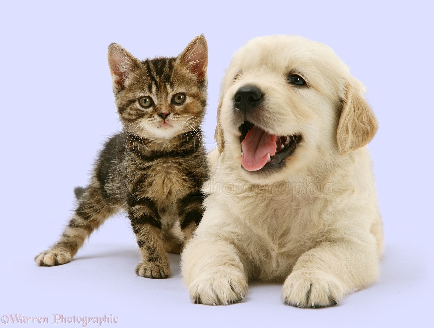 Pets Tabby Kitten And Golden Retriever Puppy Photo Wp34245