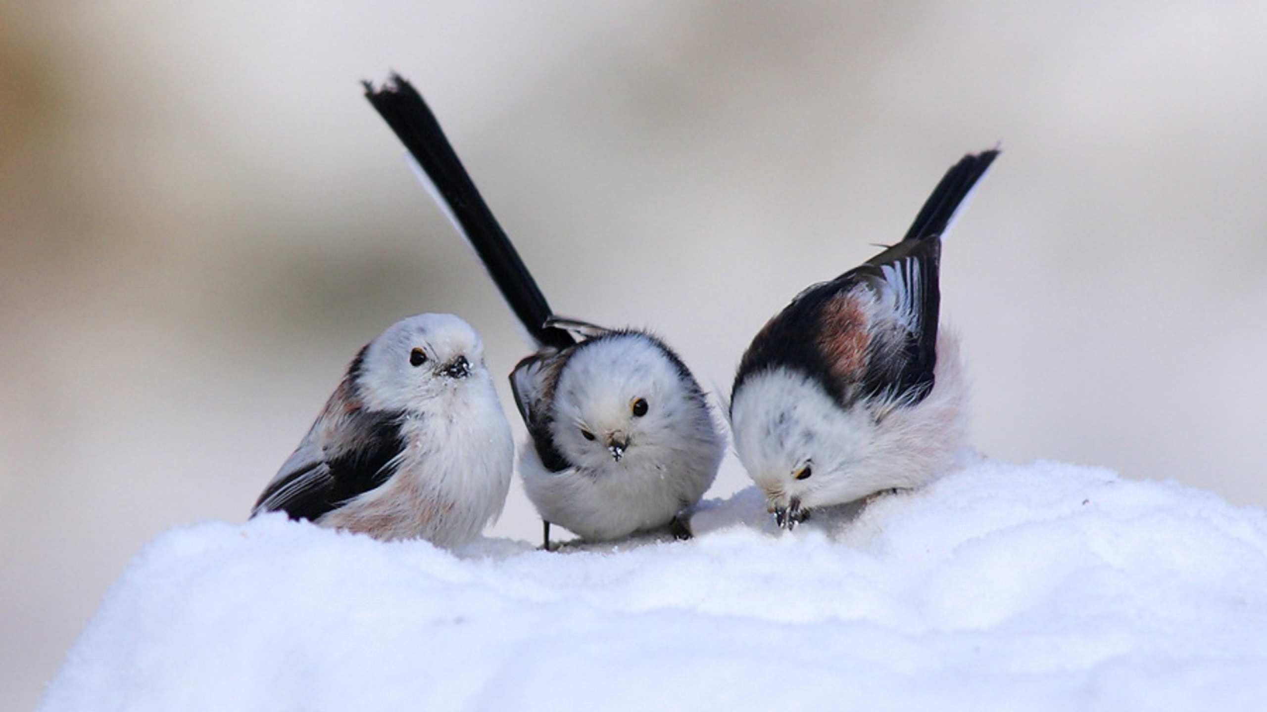 Cute Birds In Winter Milad Nasri