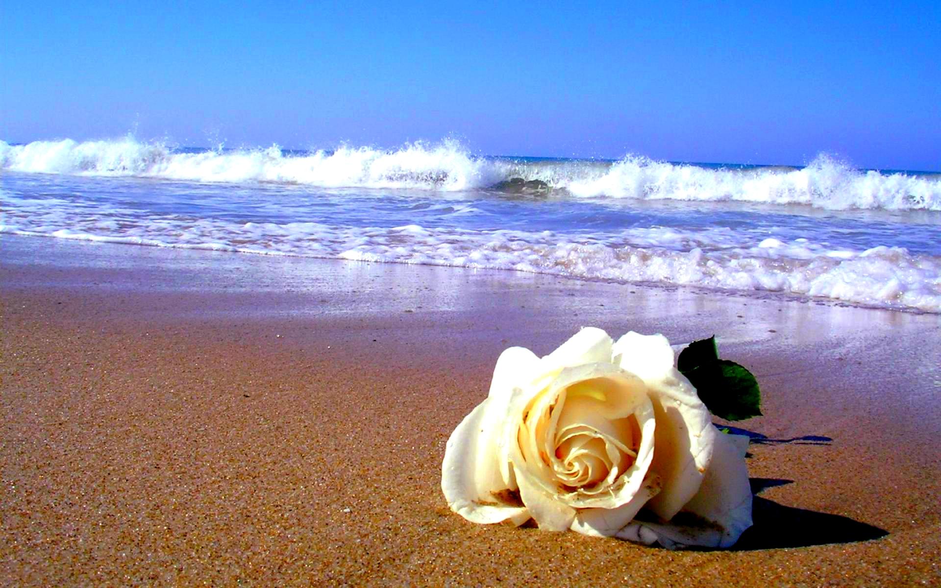 Beautiful Pictures Of A Rose Left On Beach