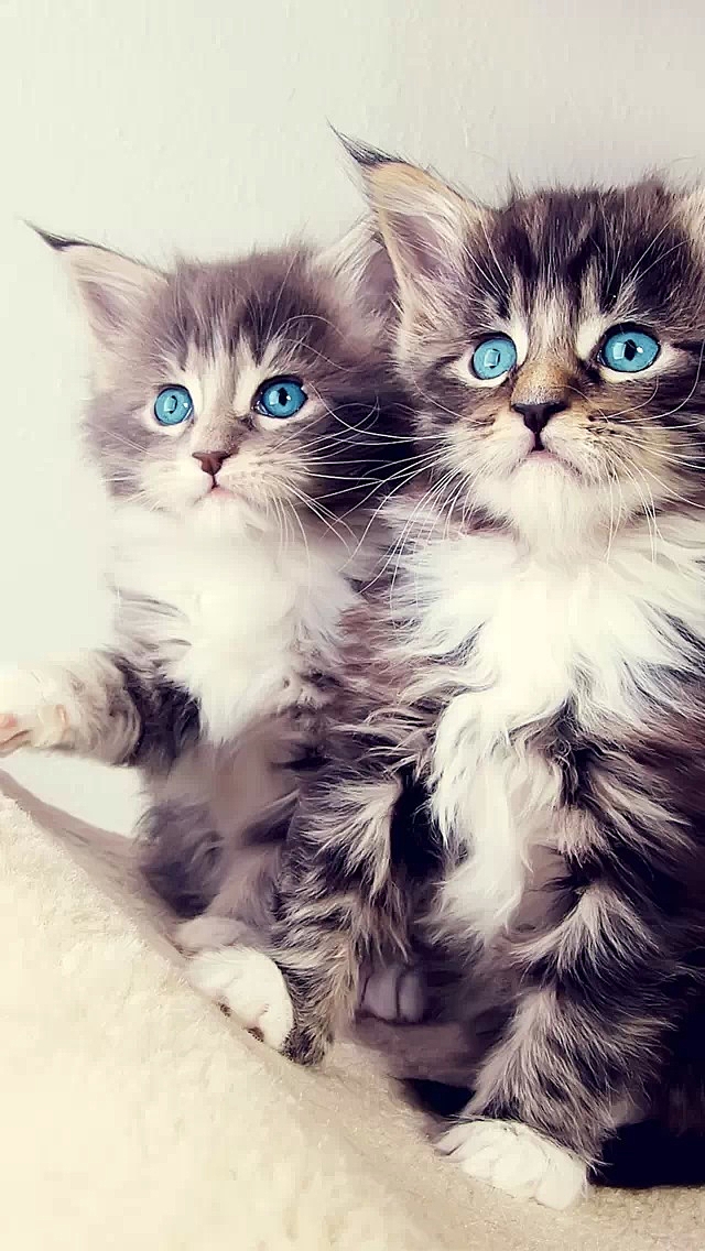 Cute Kittens Wallpaper iPhone