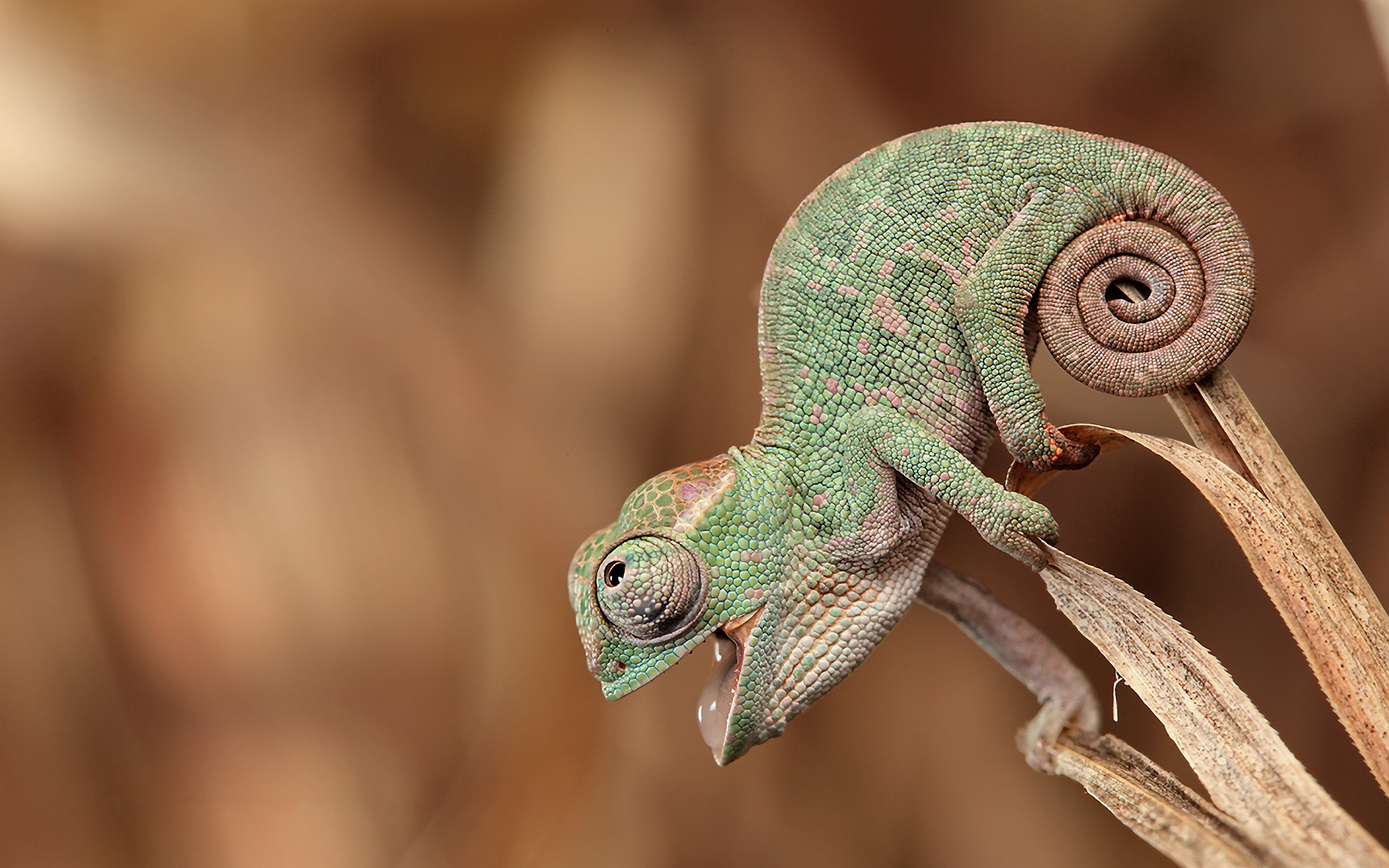 Chameleon Hunting Insects Desktop Wallpaper