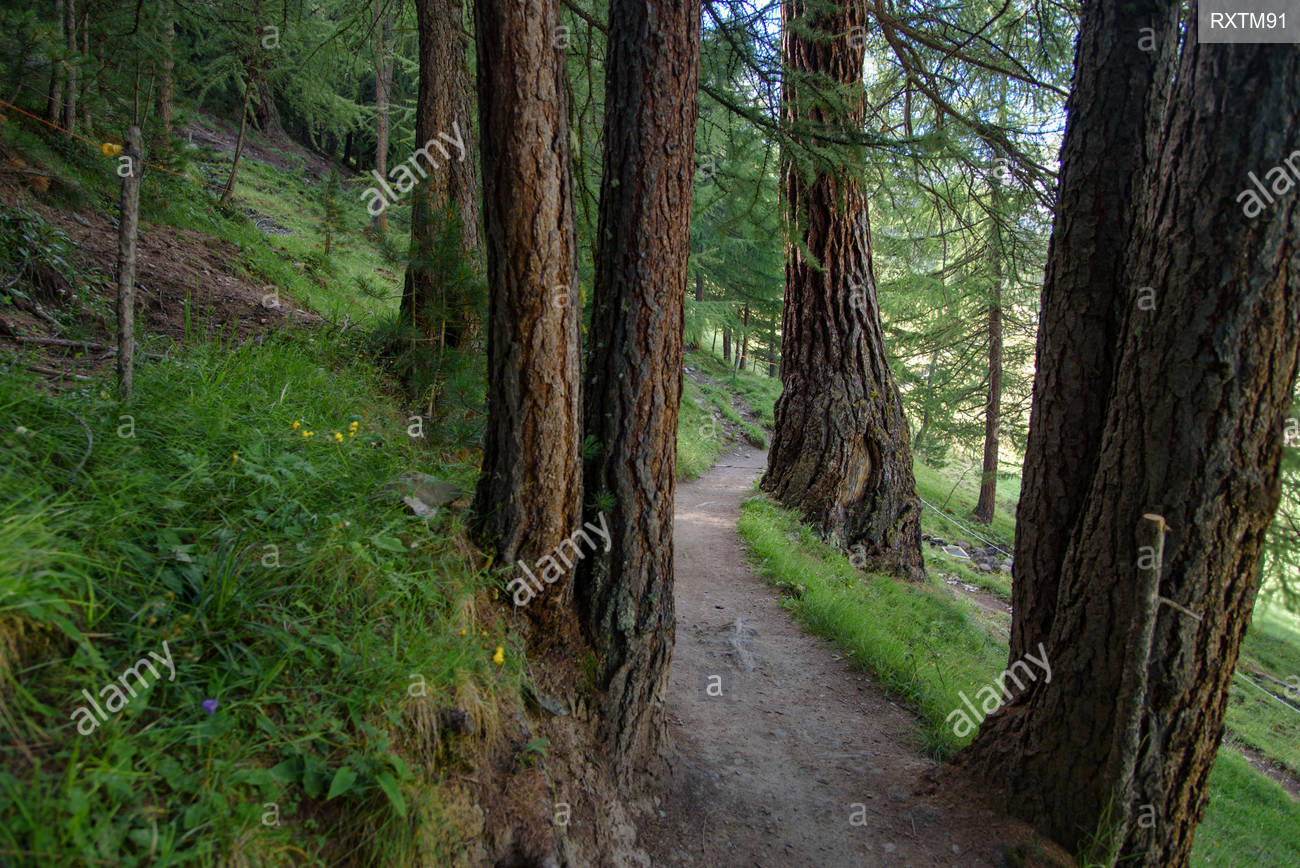 A Beautiful Forest Path Through Pine Italian Alps