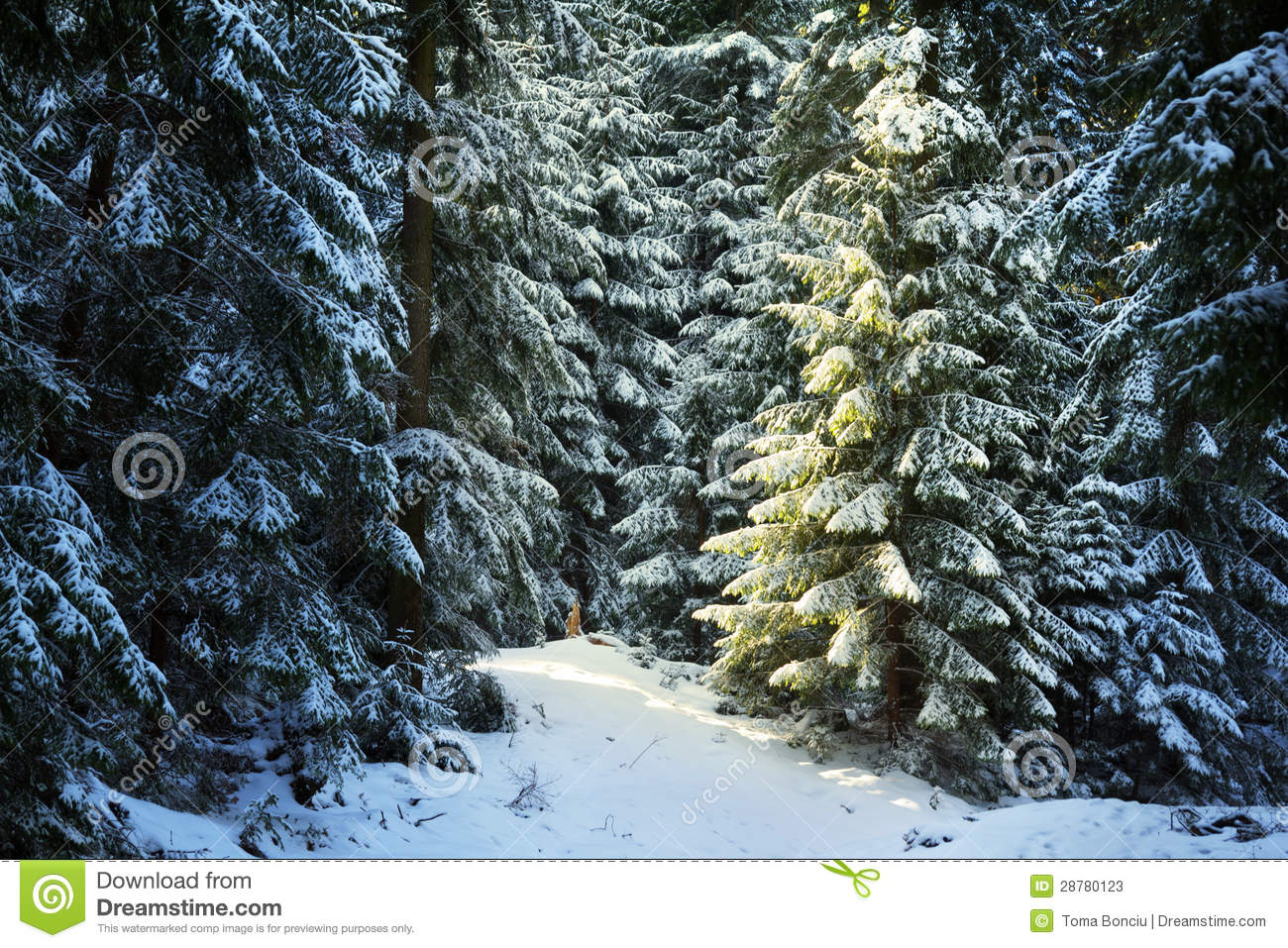 Winter Pine Trees Photography Images Pictures   Becuo