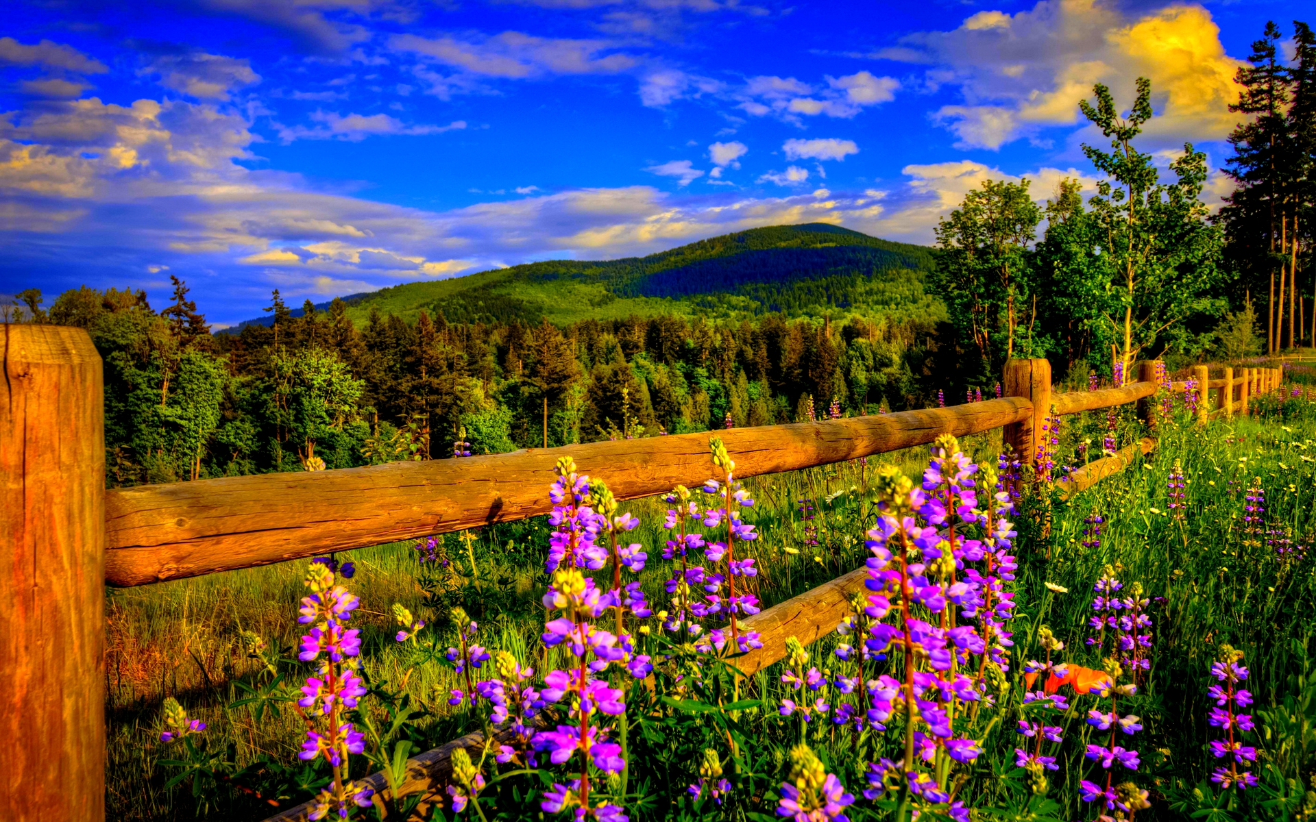 Spring Time Desktop Wallpaper WallpaperSafari