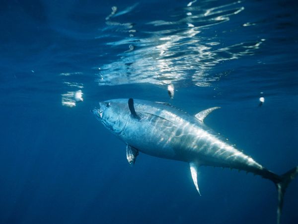 Bluefin Tuna Pictures Facts