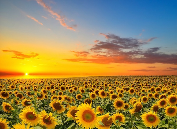 Sunset And Sunflowers