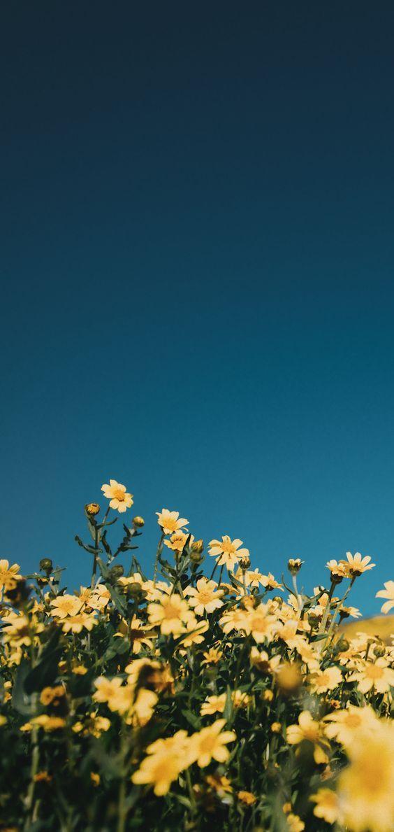 Yellow Aesthetic Wallpaper Options For iPhone Blue Sky