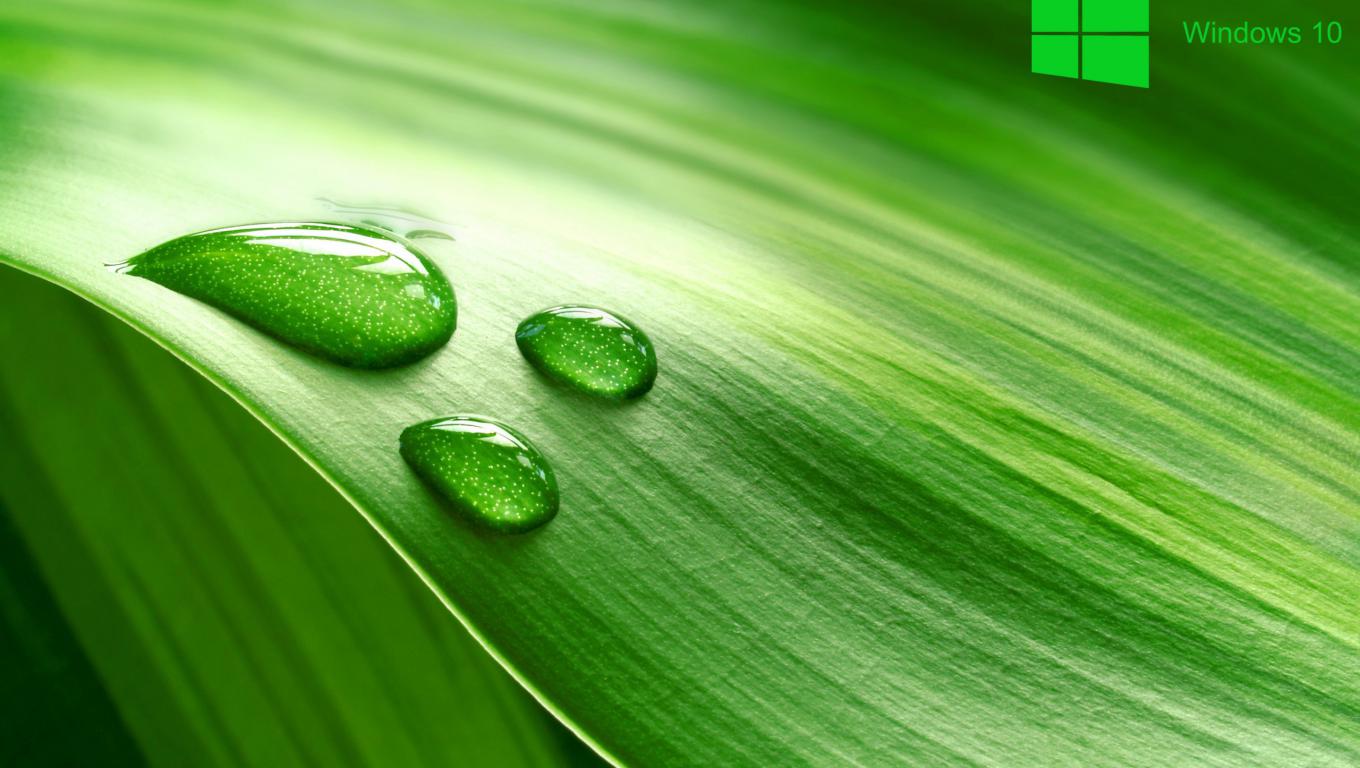 Desktop Background With Green Leave In Macro HD Wallpaper For