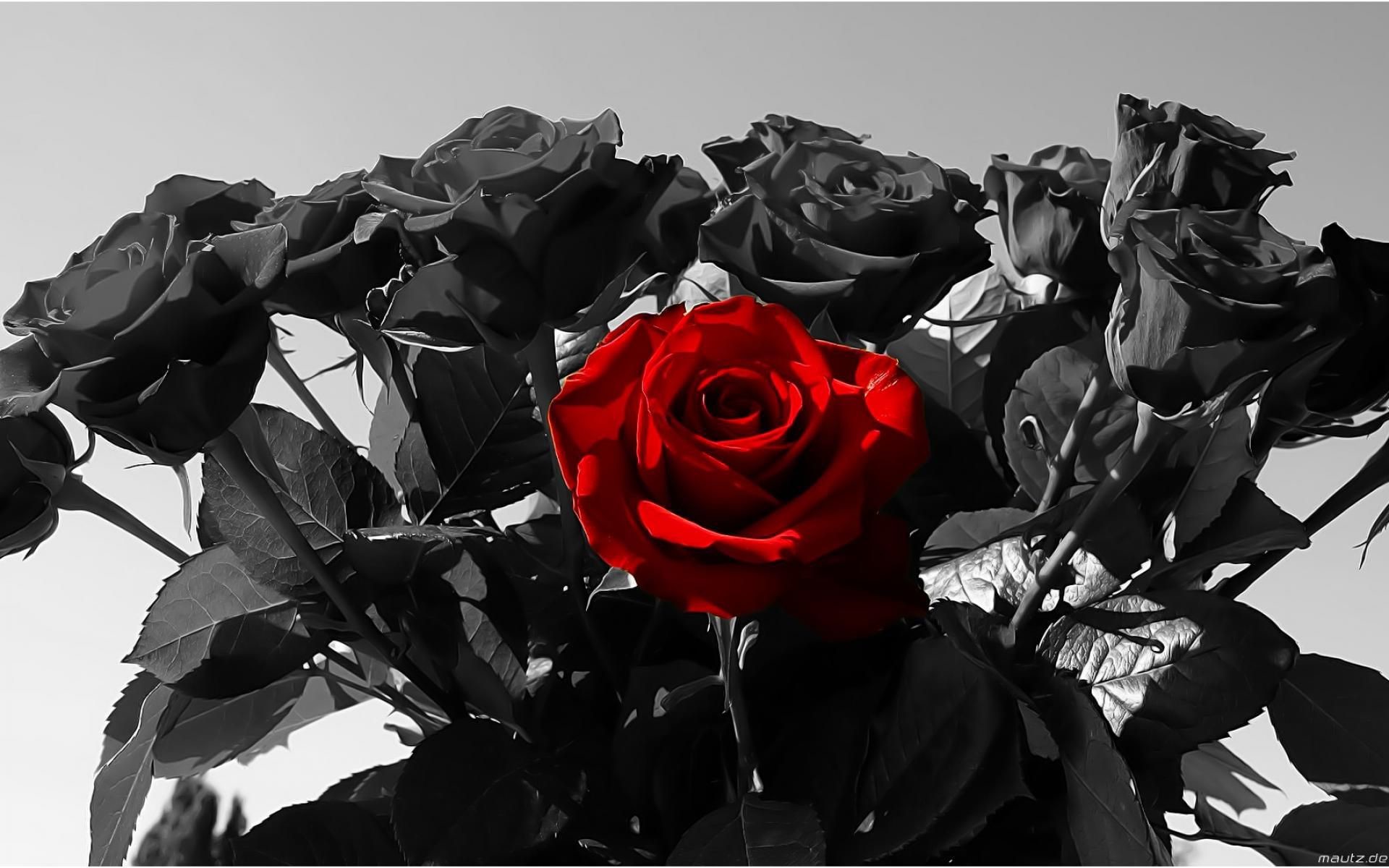 Black Rose Background Pictures