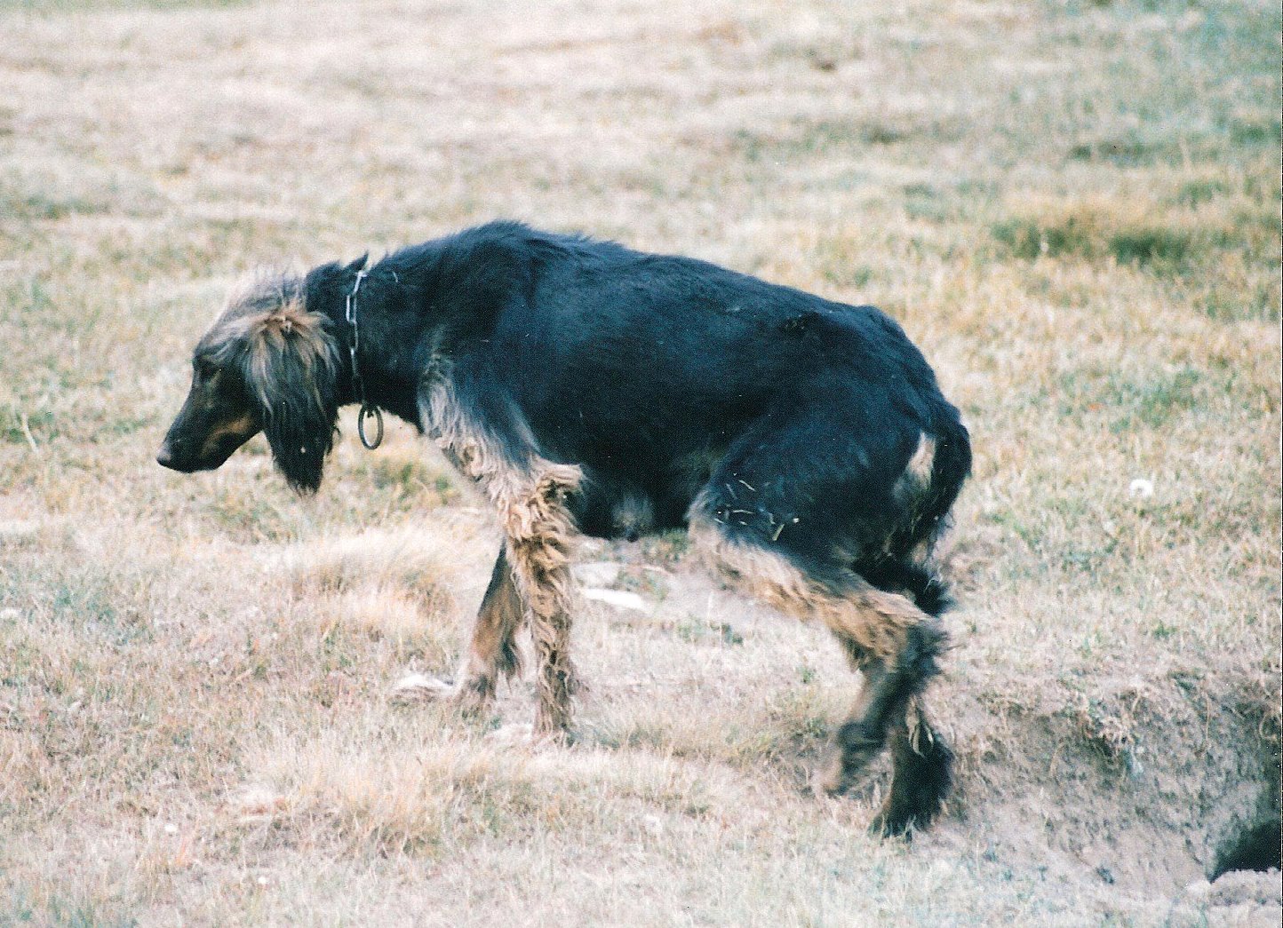 Hunting Taigan Dog Photo HD Wallpaper Res